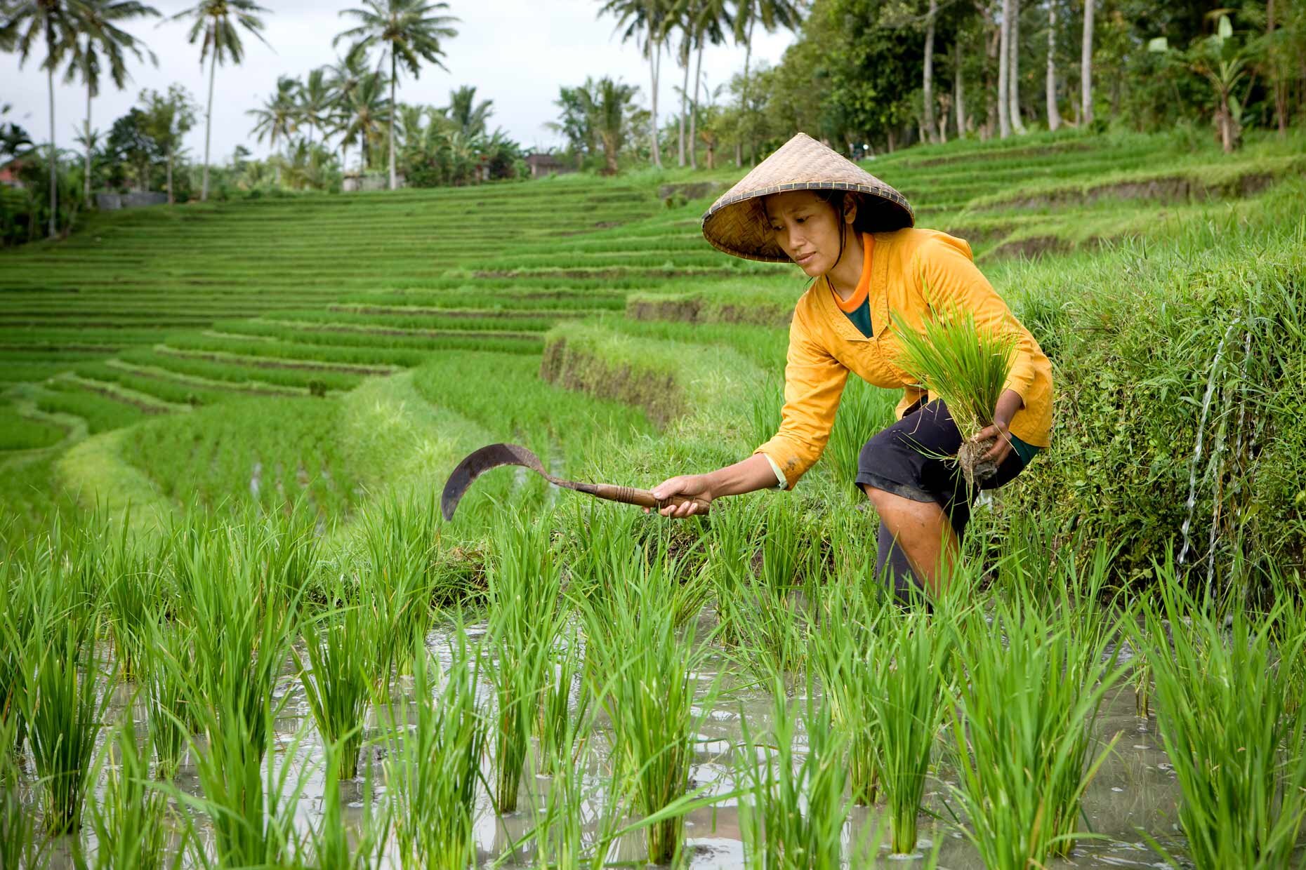 A farmer harvesting rice in a lush paddy field in Bali, showcasing traditional agriculture and rural life in Indonesia.