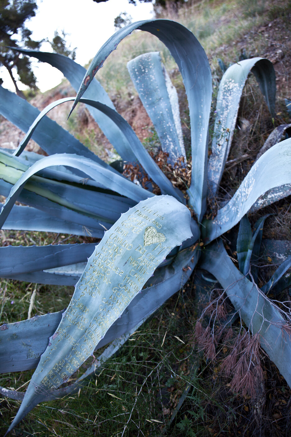 Belong_Agave_BarbaraAlegre_2016_IMG_5467.jpg