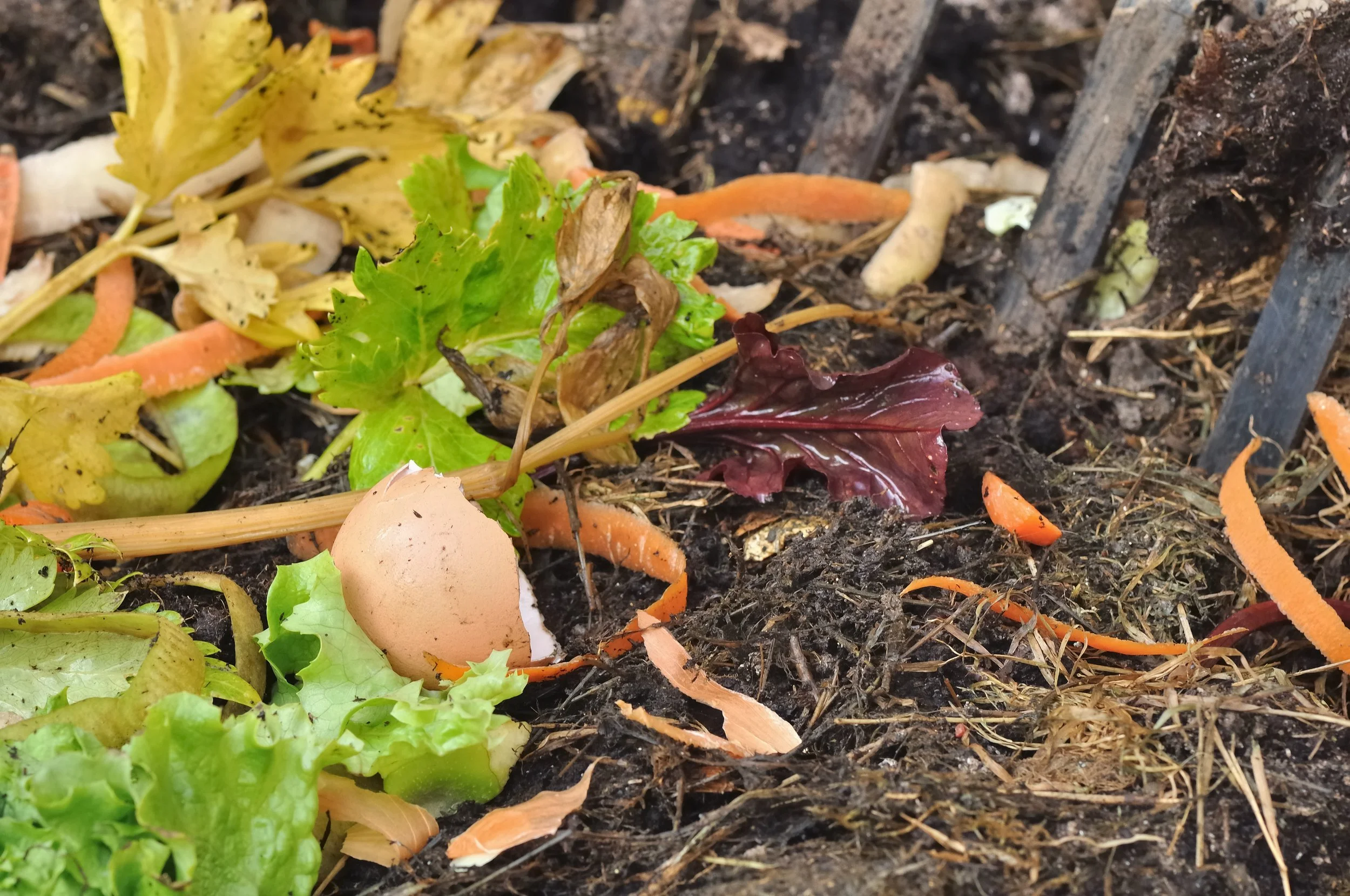 Trash to Treasure: An Introduction to Composting