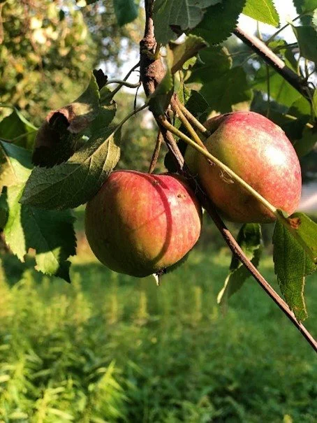 All About Apples