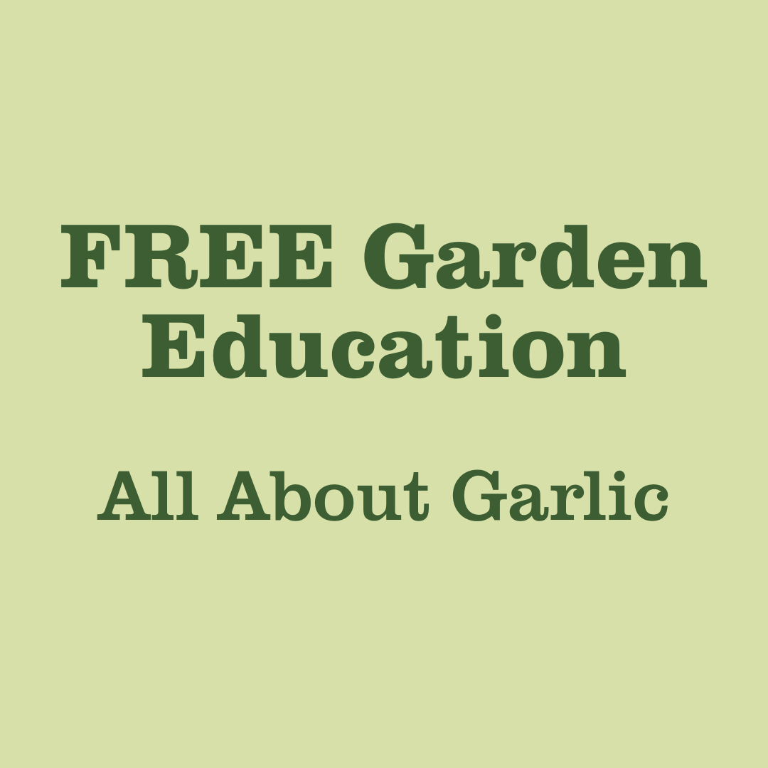 FREE Garden Education: All About Garlic