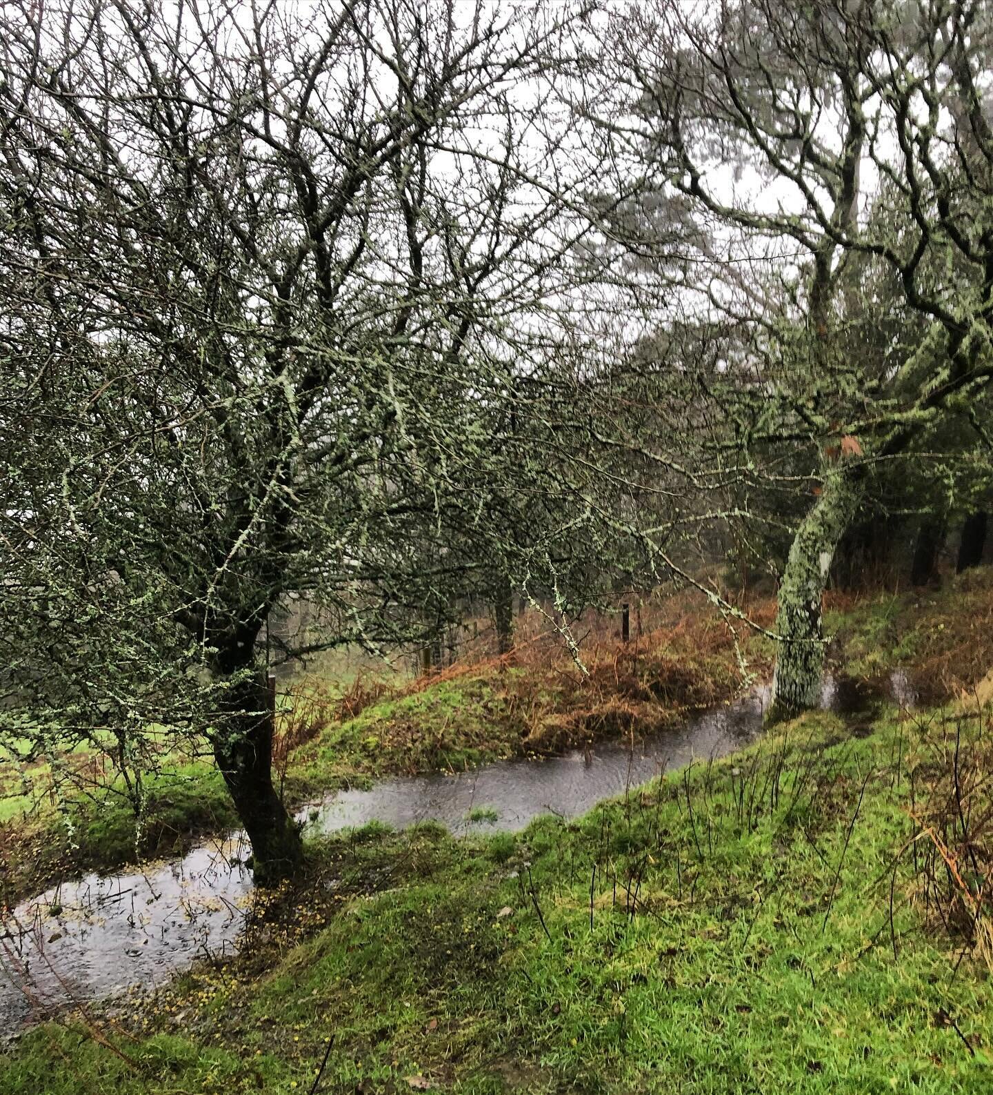 &ldquo;Sunshine is delicious, rain is refreshing, wind braces us up, snow is exhilarating; there is really no such thing as bad weather, only different kinds of good weather.&rdquo;
John Ruskin

It&rsquo;s very wet up at Trill on the Hill today. We h
