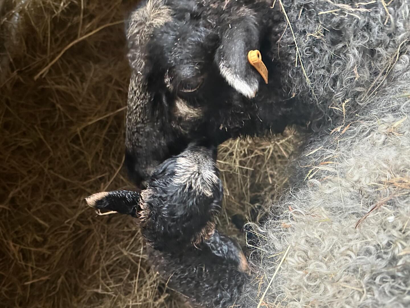 This is Crumb - always a brilliant mum. It has been incredibly wet this spring which has made lambing quite hard. Thank goodness for the new barn which is in full use. Some of our much loved older ewes (Crumb included) will be going into retirement a