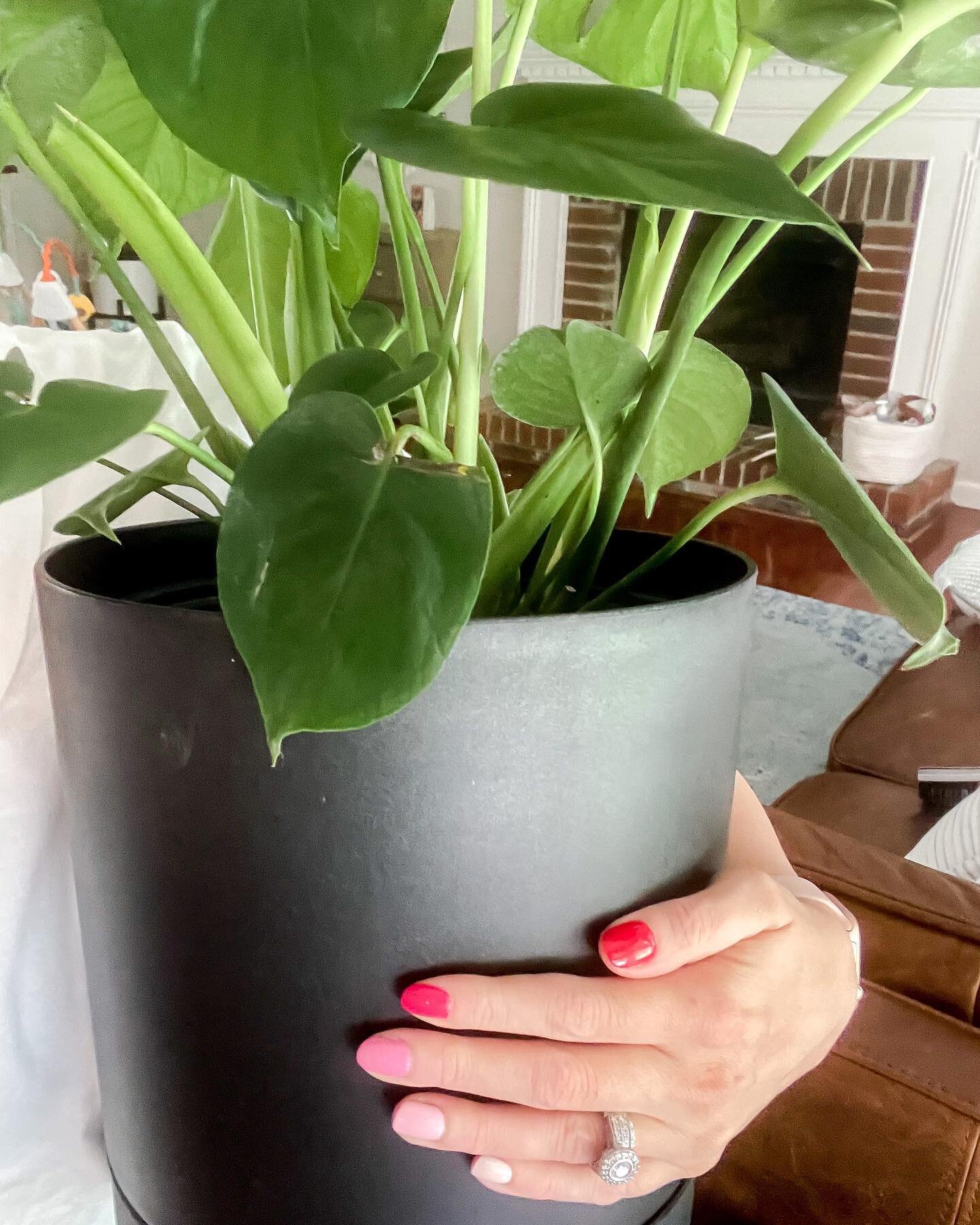 On Wednesdays We Wear Pink Polish... And we sneak in plants from the trunk🤣🤣🤣 I couldn&rsquo;t help it @hiltoncarter @target got me. 
I love this fun ombr&eacute; mani using polish from @oliveandjune. I have been using their polish for a year and 
