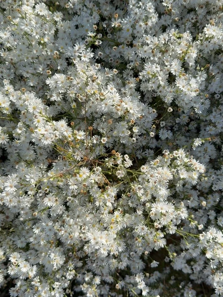 I honestly wasn&rsquo;t sure if I&rsquo;d get an aster crop this year. I currently grow three varieties, but planted the two new varieties so late in the spring that I was honestly just hoping they&rsquo;d survive the summer heat. Monte casino aster 