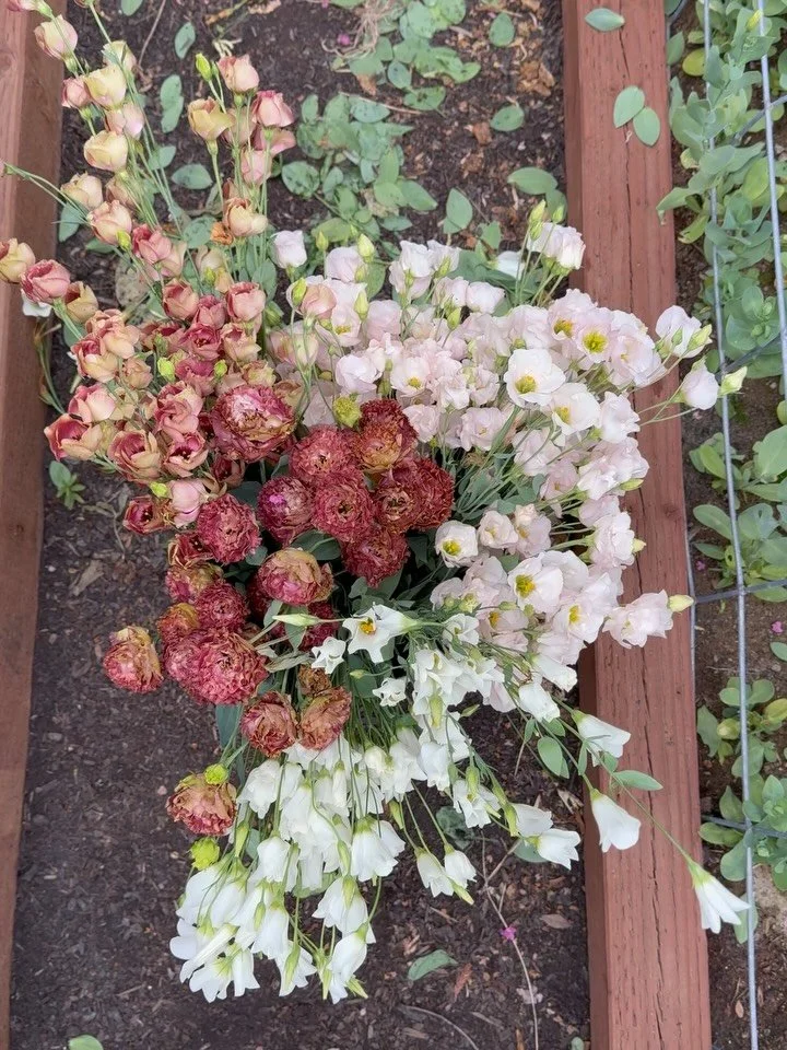 The final lisianthus haul of the season. I grew lots of single petal varieties this year, and found that I really loved them. I do love some big ruffly lisis, but mixing things up was really fun. Are you team chonky ruffles or slender singles? Should