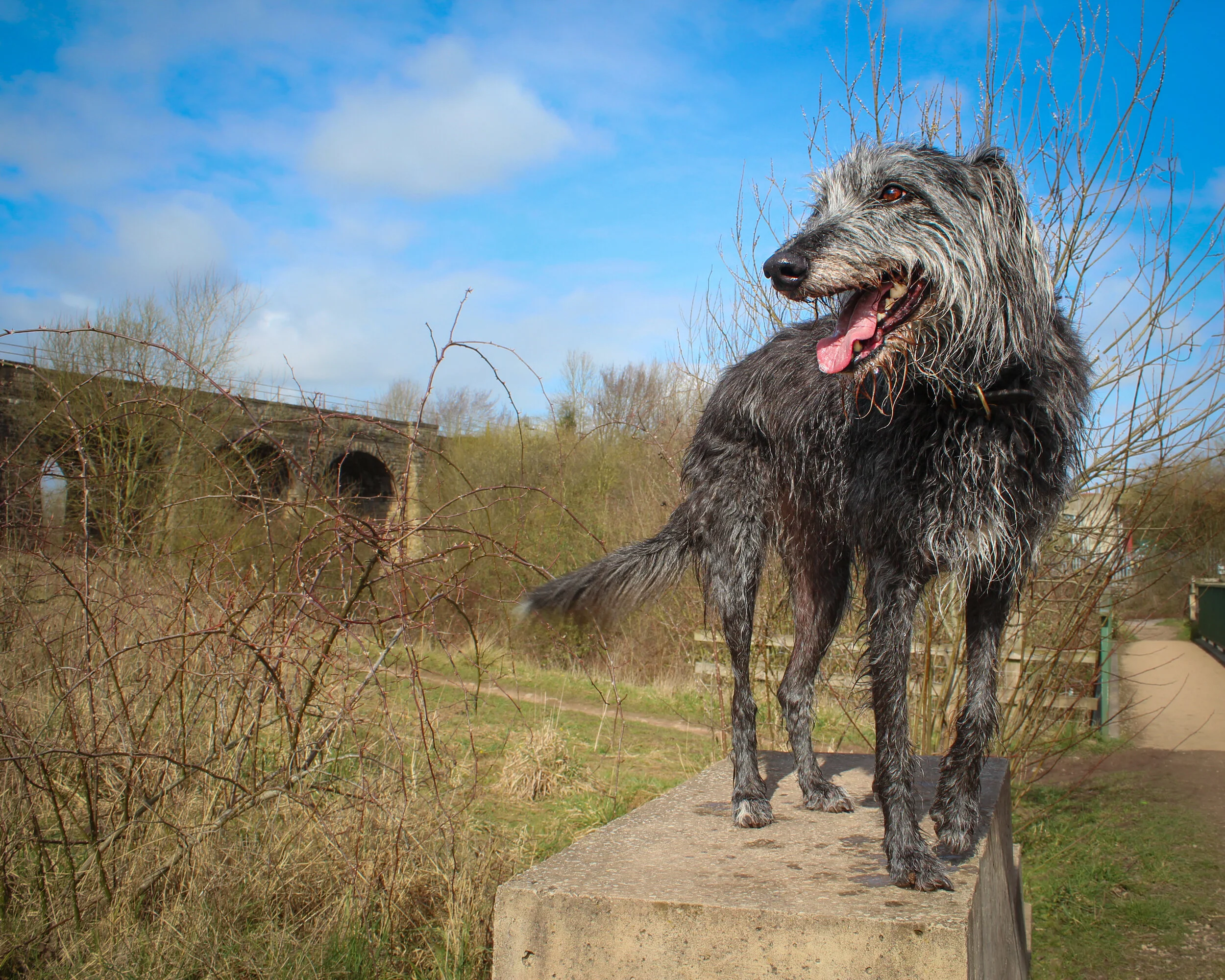 IMG_7231 2016ed2.jpg