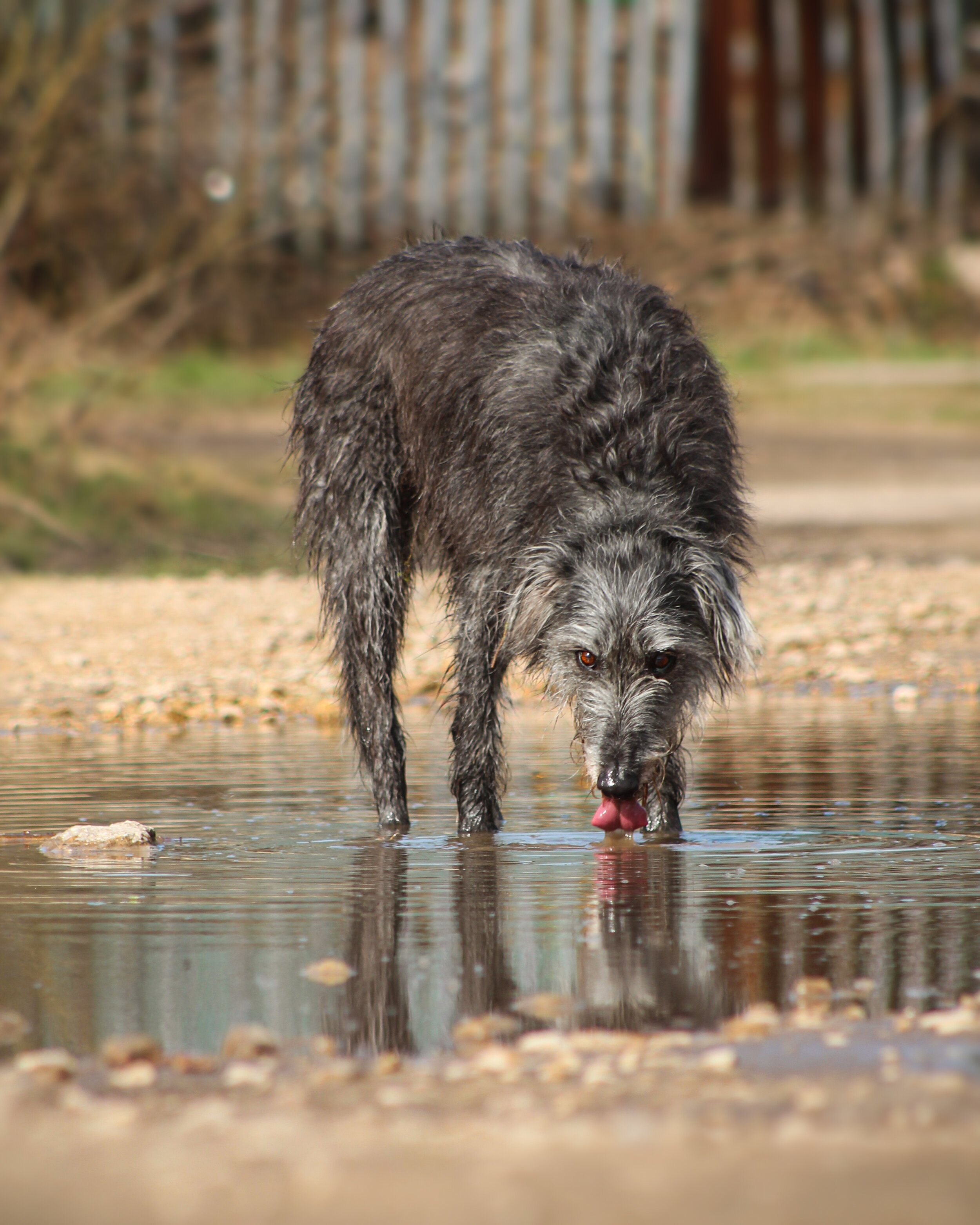 IMG_7417lick2.jpg