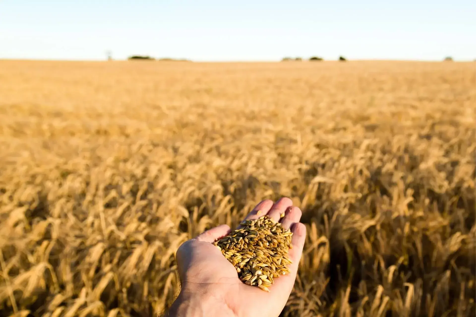 What You Need To Know About Grain Handling Solutions