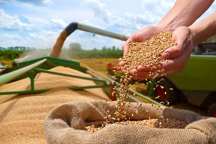Harvested grain being transferred into storage, illustrating how grain handling system design supports drying capacity that matches harvest volume.