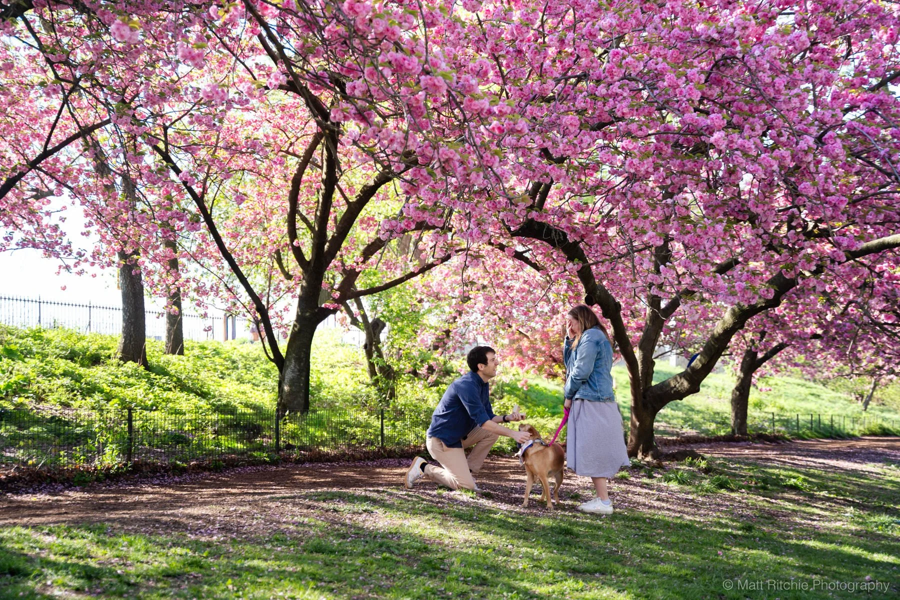 Central-Park-Cherry-Blossom-Proposal-MRP07623.jpg