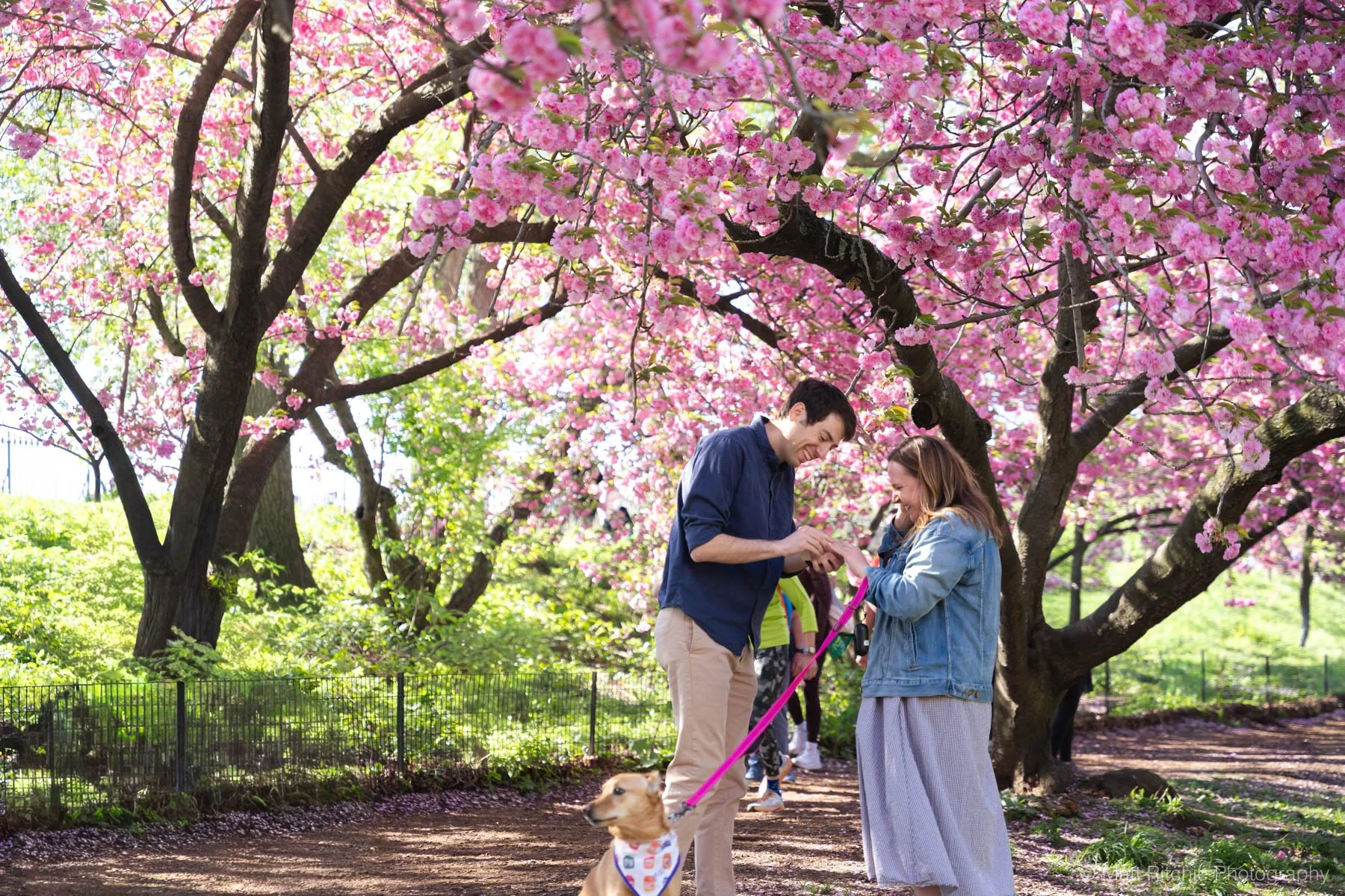 Central-Park-Cherry-Blossom-Proposal-MRP07667.jpg