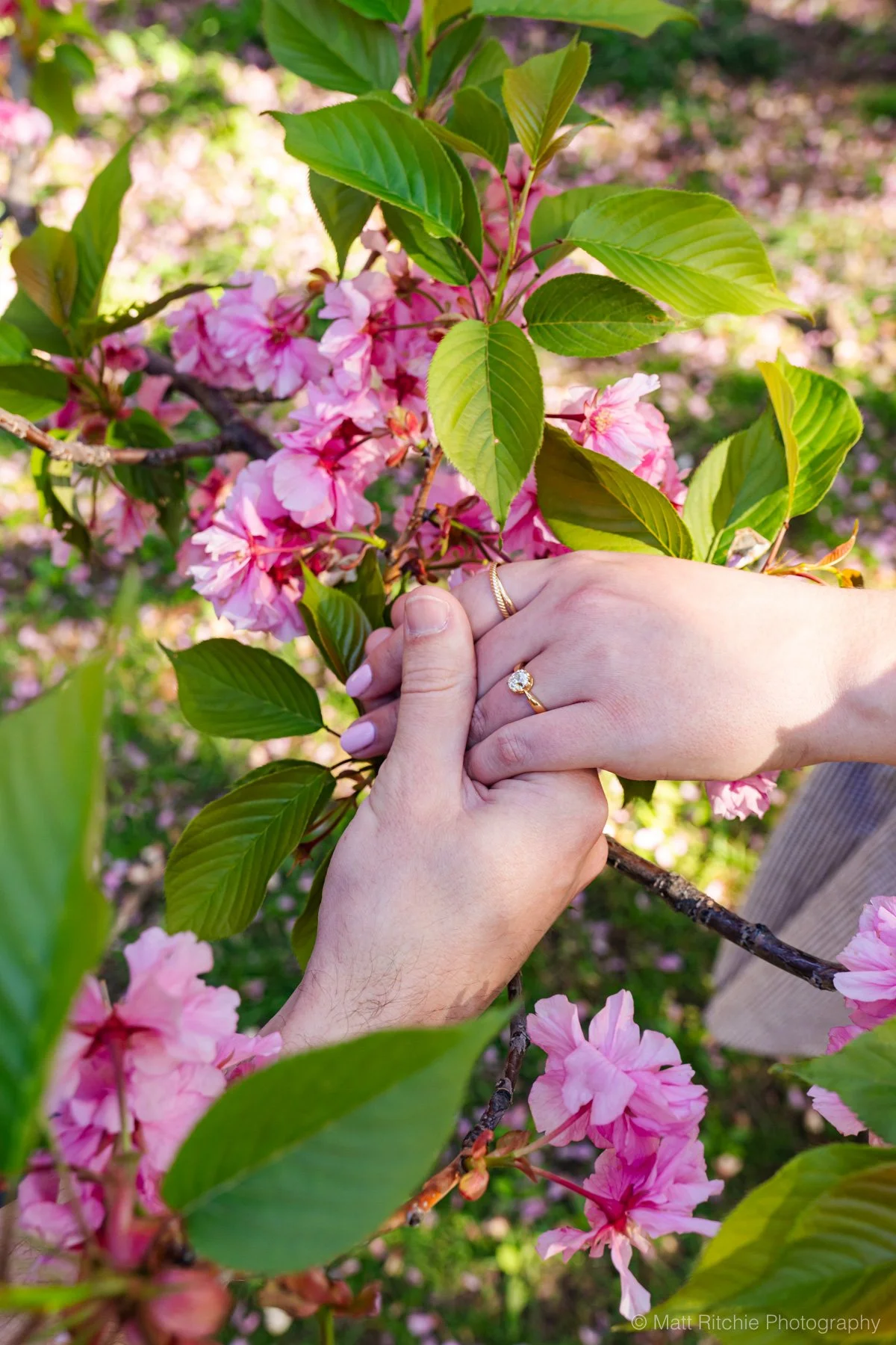 Central-Park-Cherry-Blossom-Proposal-MRP08198.jpg