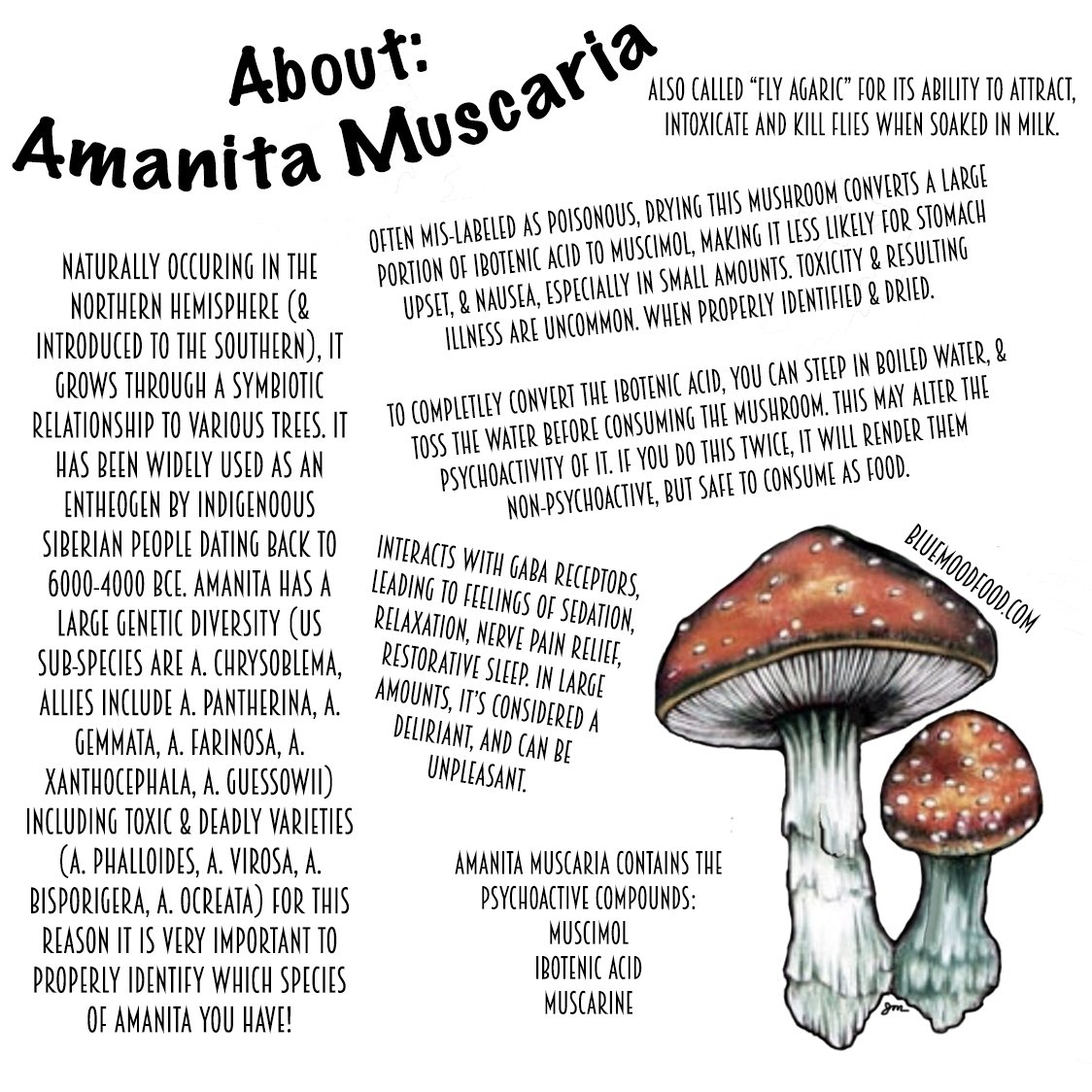 about amanita.jpg