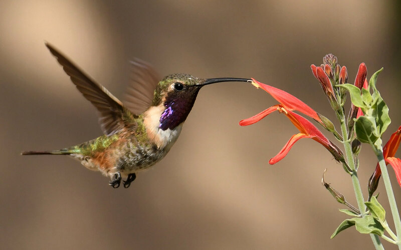 hummingbird.jpeg