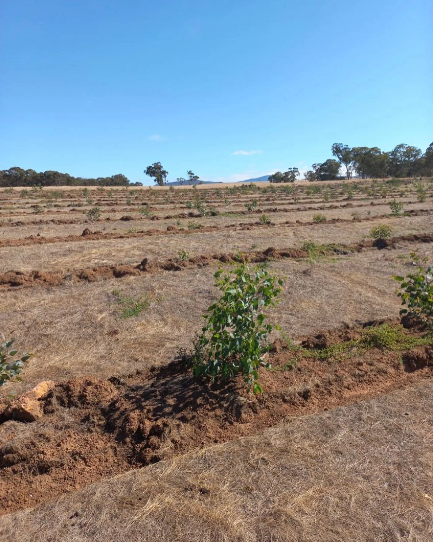 swamp planting 4.jpg