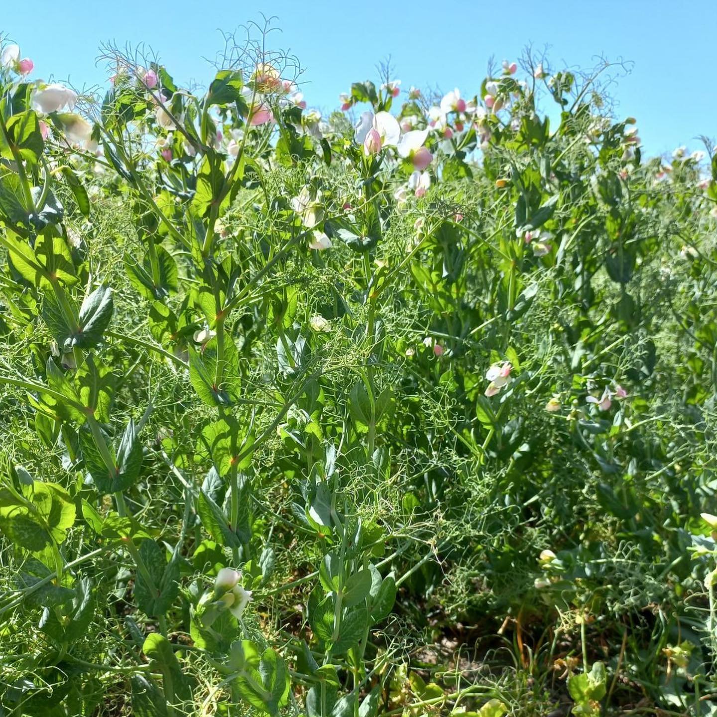 Peas cut for Hay 24.jpg