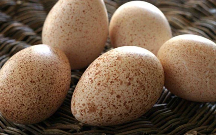 The Nutritional Analysis of Turkey Eggs