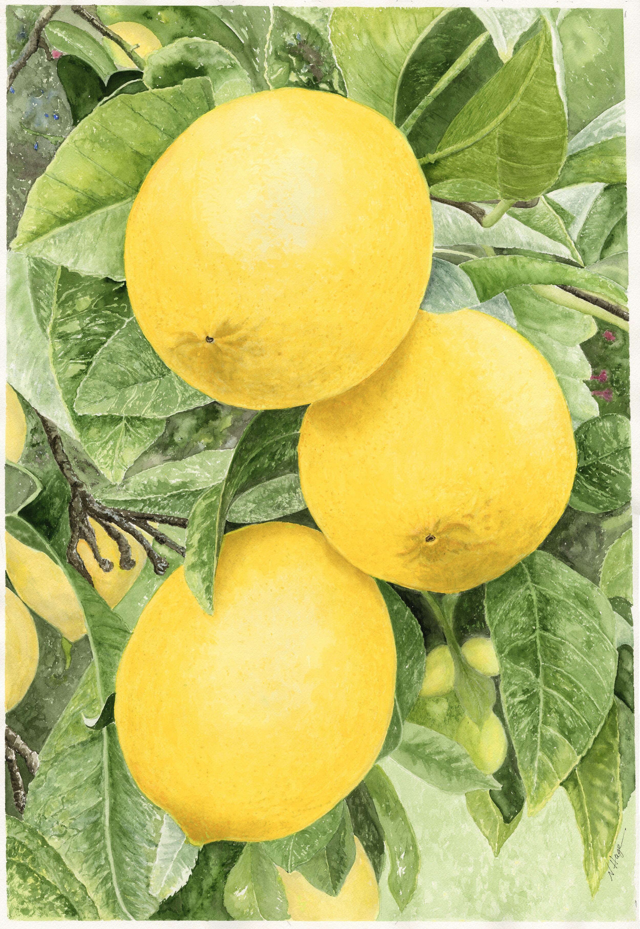 Lemons.jpeg
