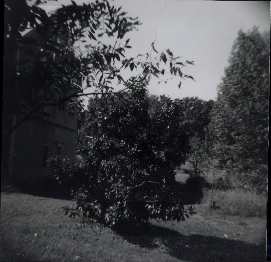 magnolia.jpg