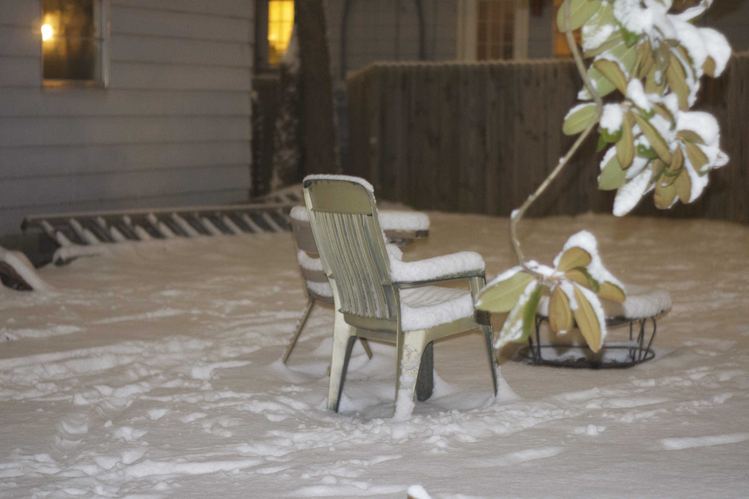 Snow magnolia and pit.jpg