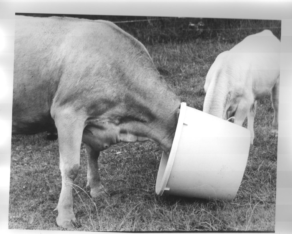 cows.jpg