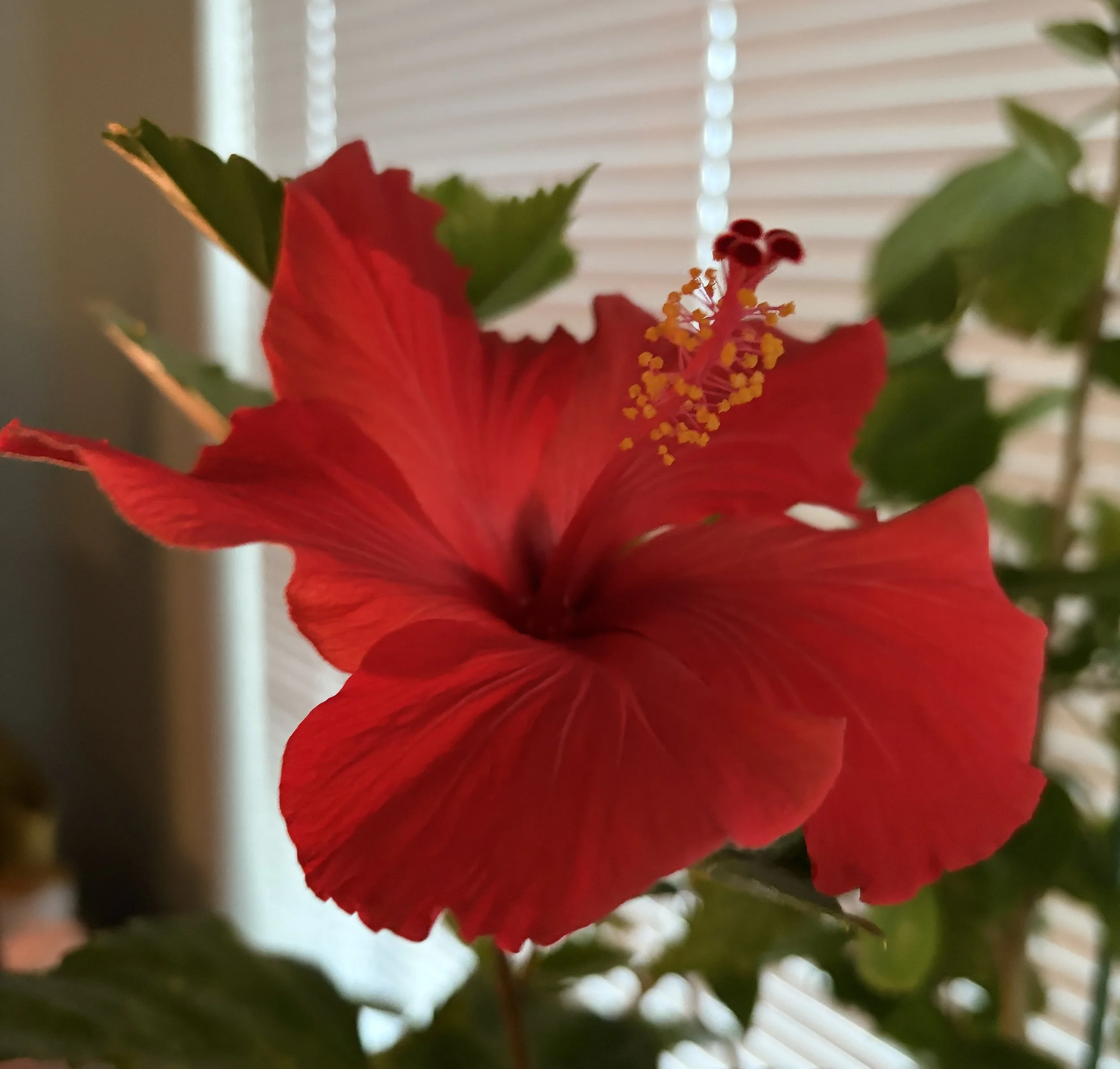 The ARC of Living Gratefully