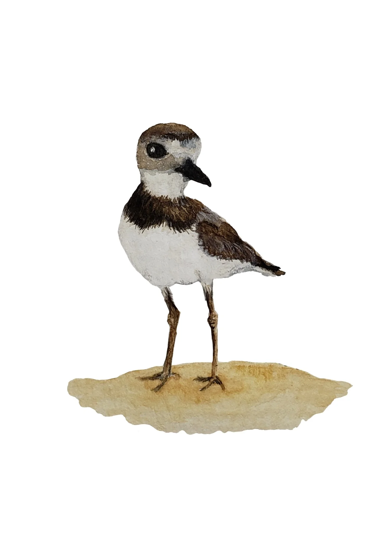 Watercolor painting of a Wilson’s plover standing on sand.