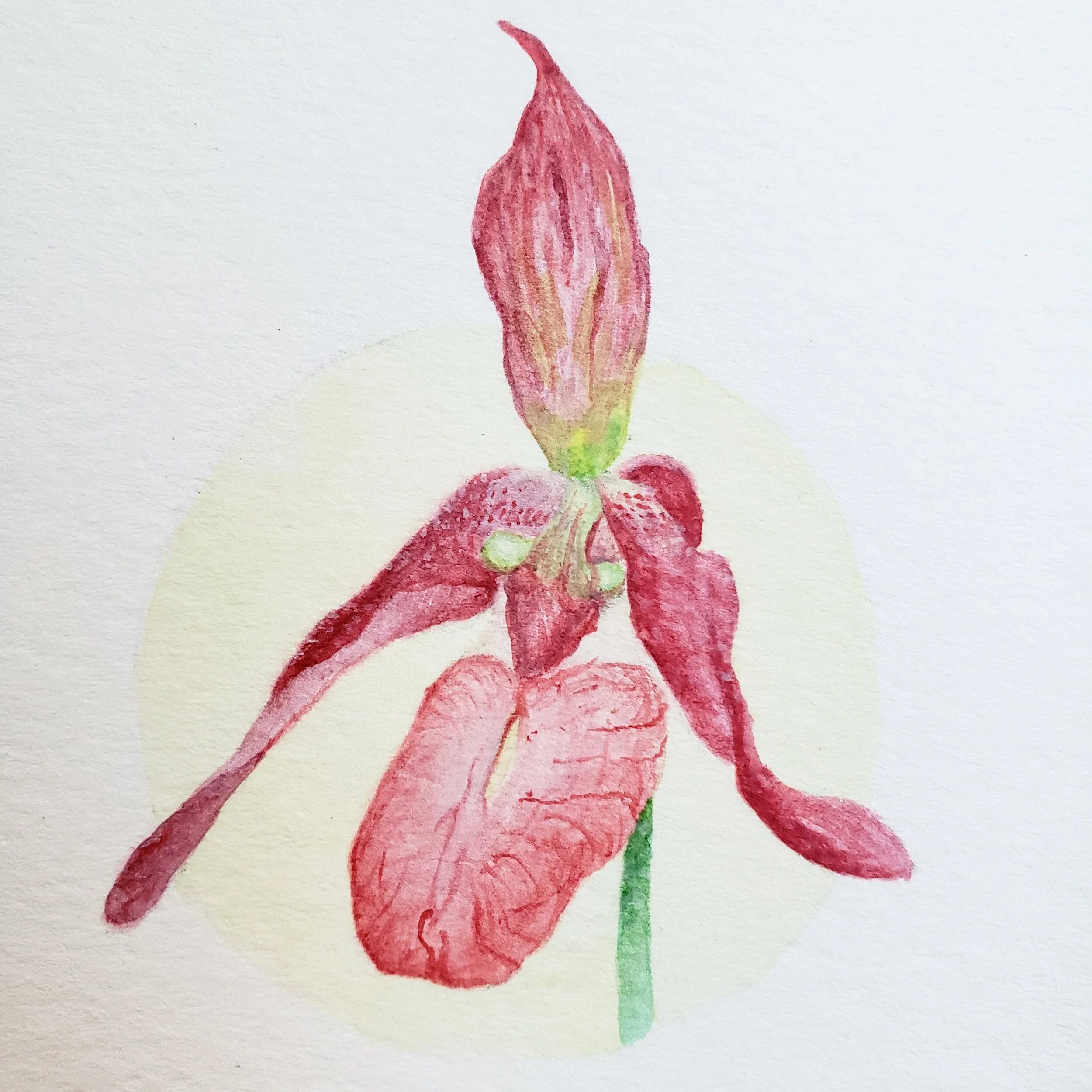 lady slipper.jpg