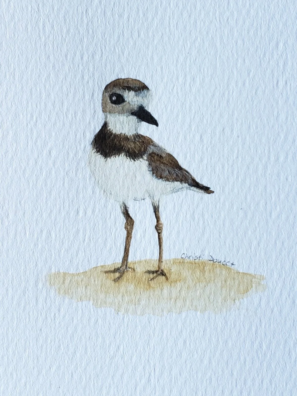 wilsons+plover.jpg