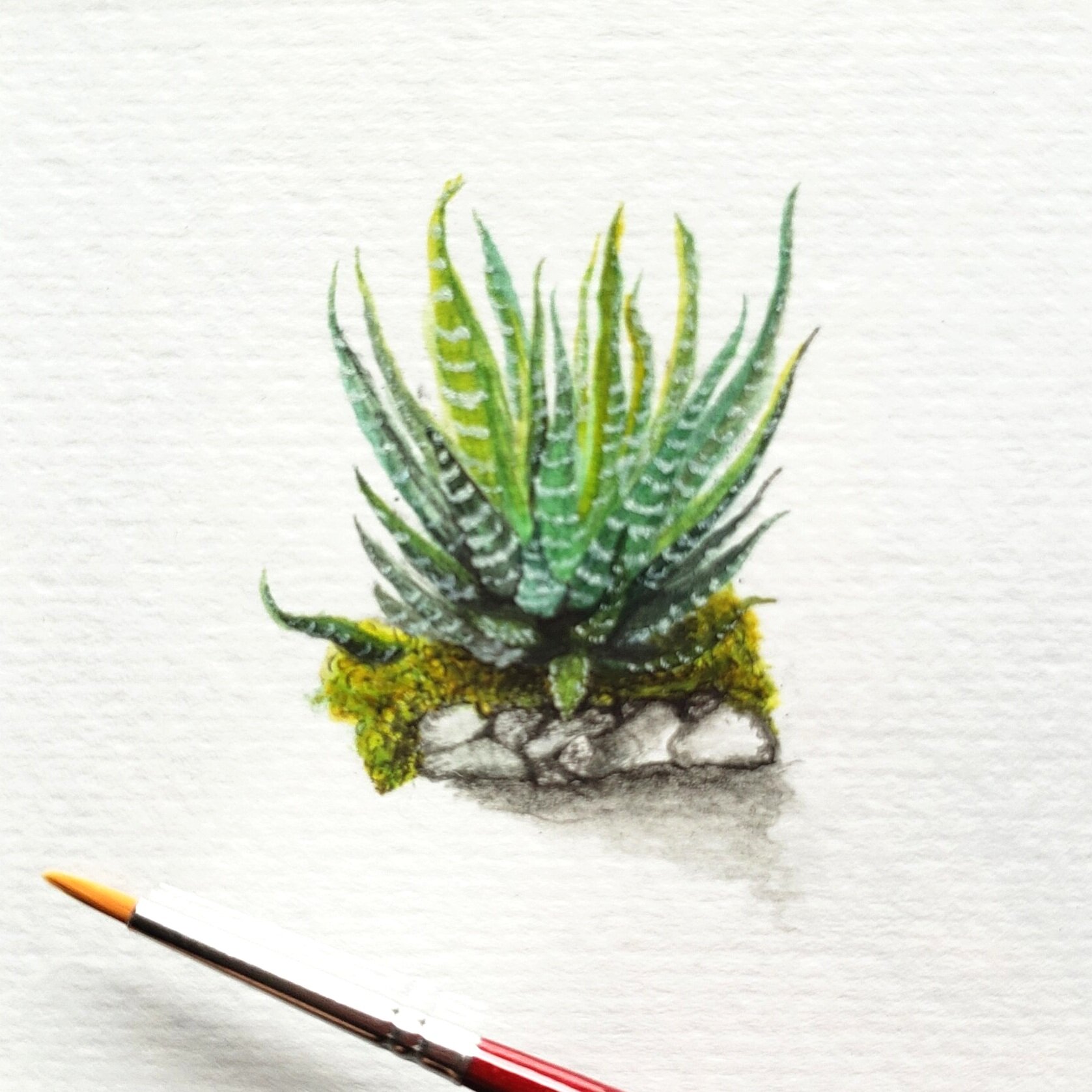 succulent.jpg