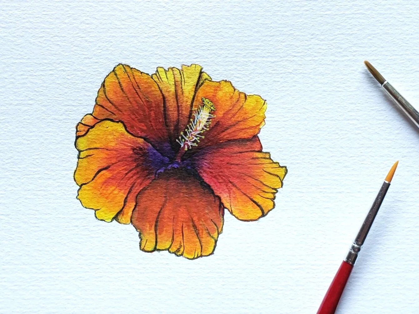 hibiscus.jpg