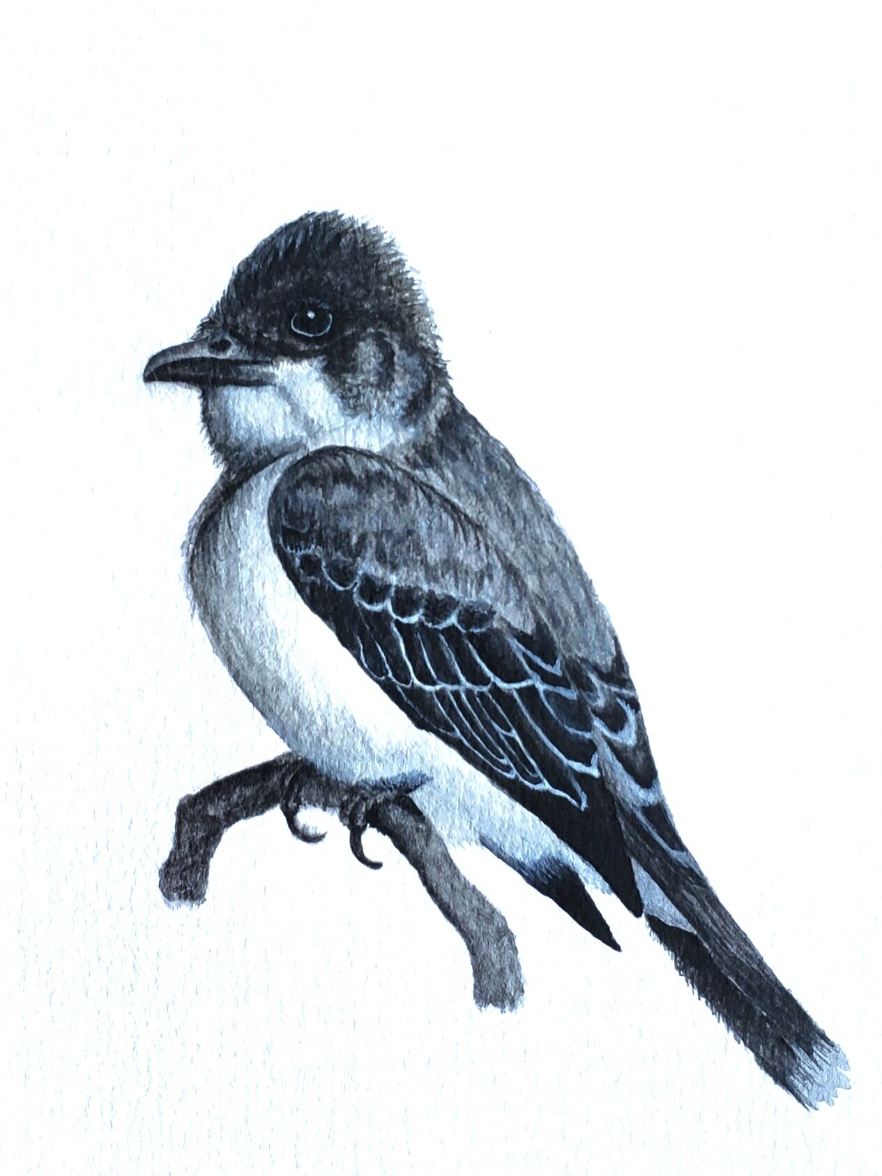 eastern%2Bkingbird.jpg
