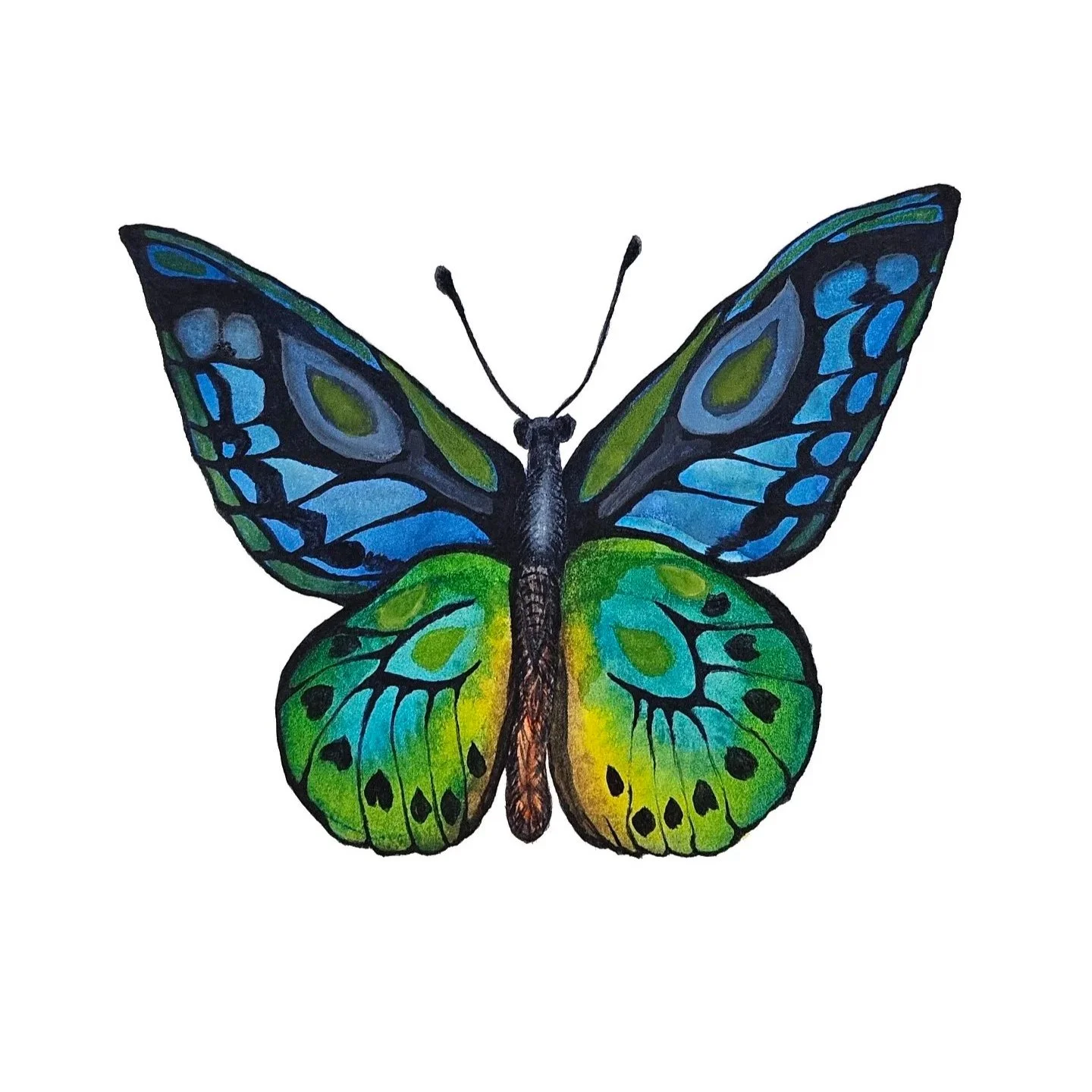 Butterfly with blue and green wings with yellow accents. 