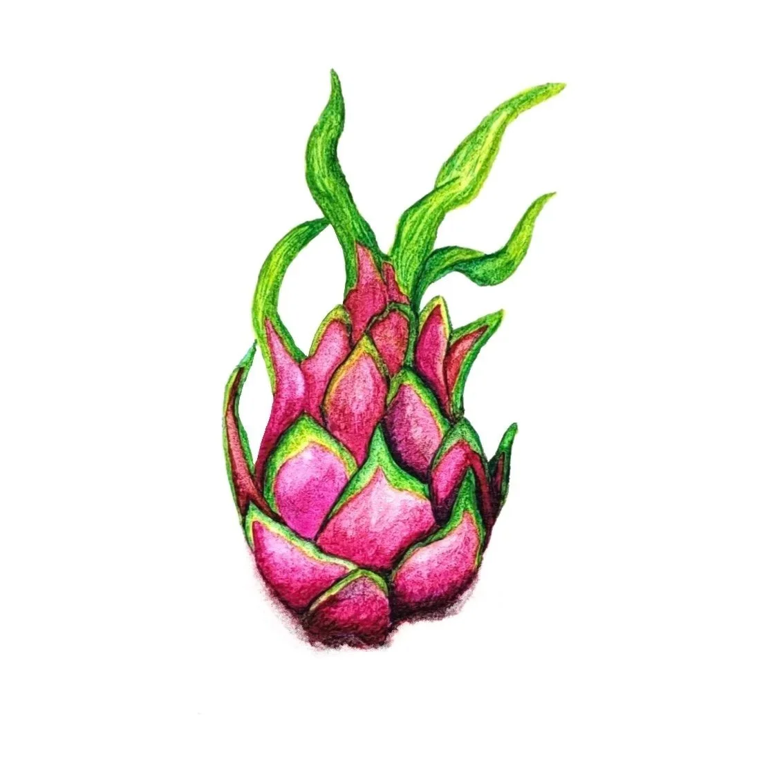 A watercolor painting of a whole dragon fruit with vibrant pink scales and green tips.