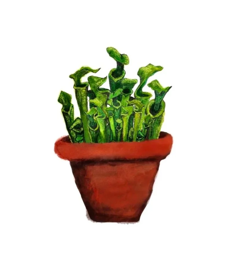 Web+pitcher+plants.jpg