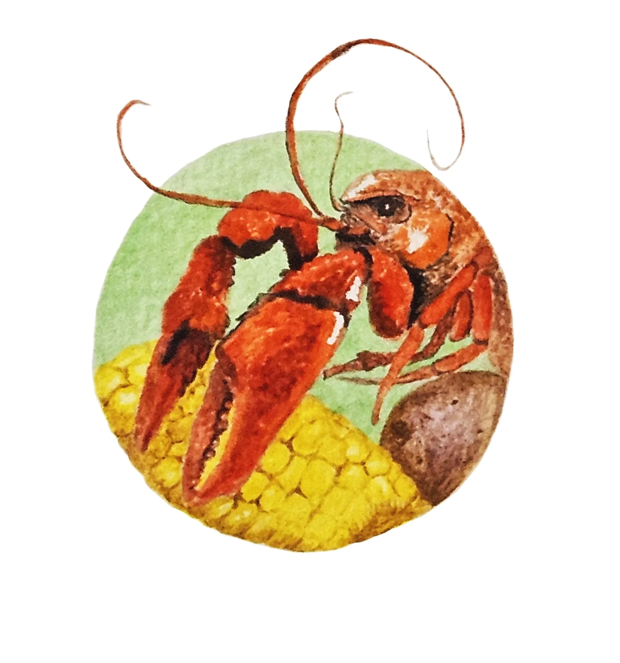 A circular watercolor painting featuring a detailed red crawfish (crayfish) perched on a bright yellow cob of corn. The crawfish has prominent pincers and long, thin antennae that curve gracefully upward. Behind the crawfish and corn is a soft light-
