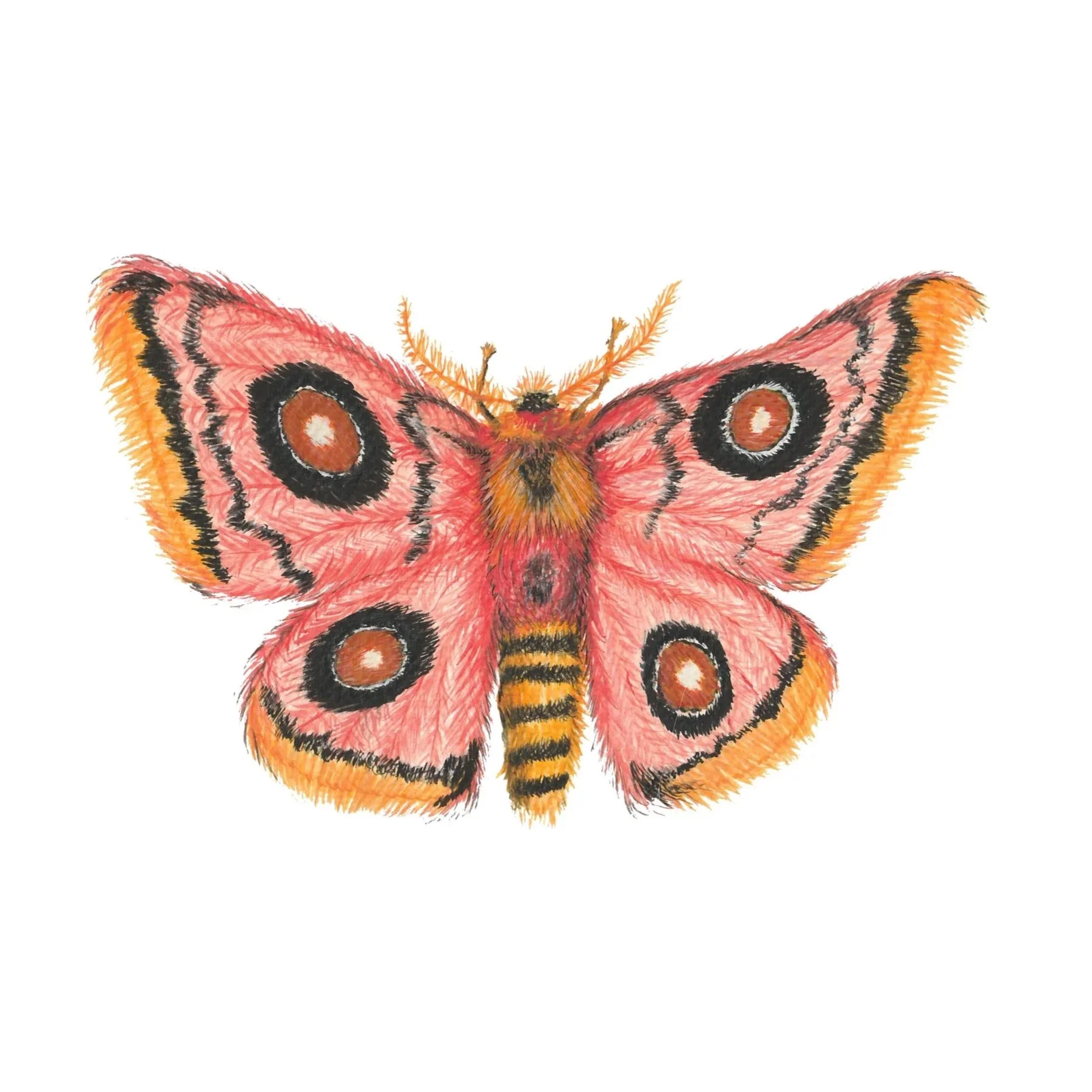 A vibrant watercolor painting of an Emperor moth, featuring textured orange and pink wings with prominent black and gold eyespots. The artwork highlights fine, feathery brushstrokes on the body and wing edges, set against a clean white background