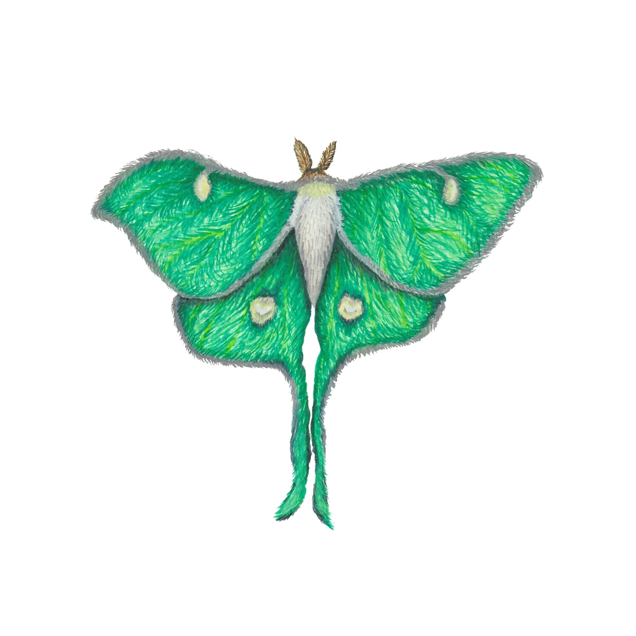 An illustration of a Luna Moth created with watercolor on a white background. The moth features emerald green wings with delicate veining, four small pale eyespots, and long, graceful tails. Its body is a soft white, topped with small, feathery brown