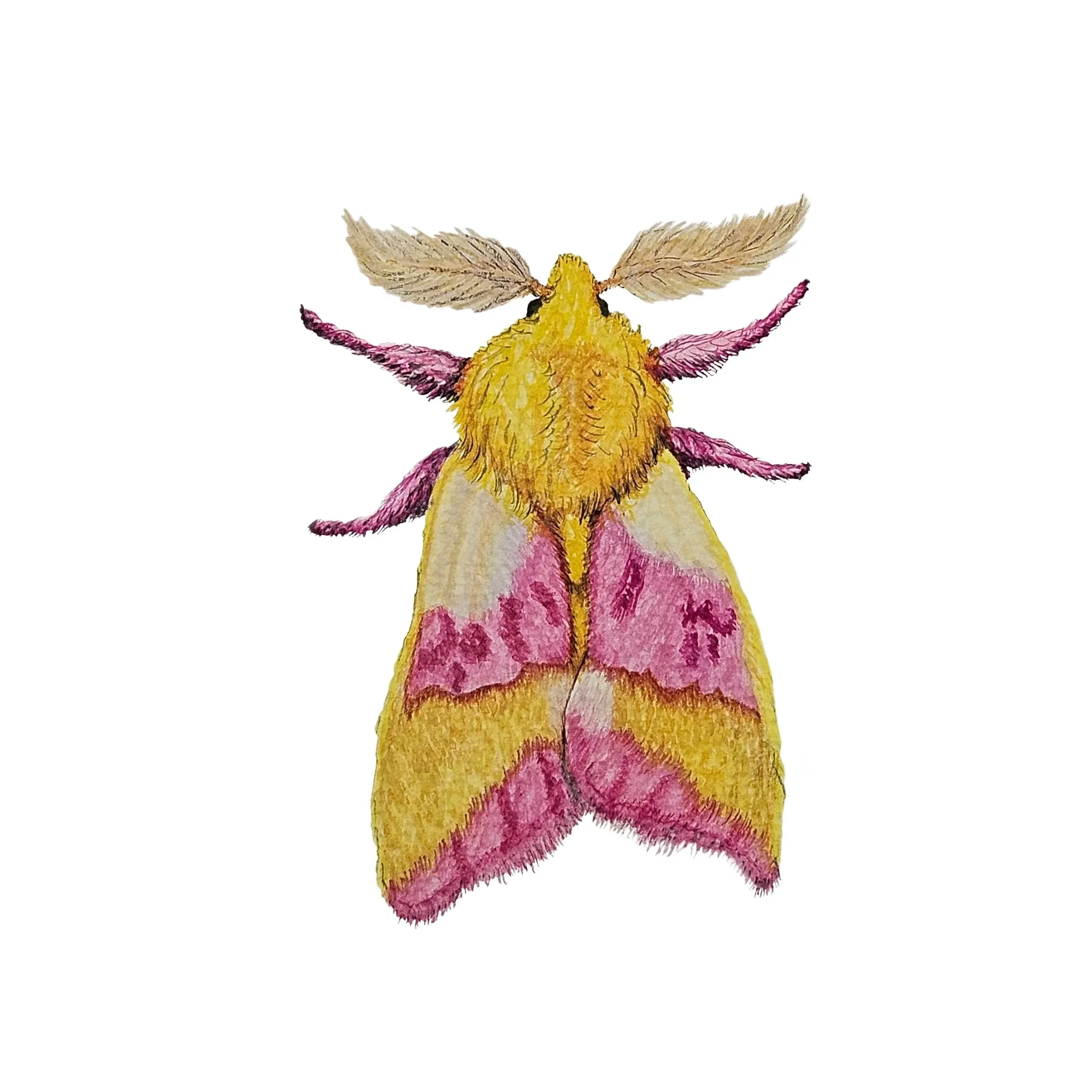 A vibrant watercolor painting of a Rosy Maple Moth, showcasing the medium's soft textures. The moth features a fuzzy yellow body, feathery antennae, and wings layered with washes of lemon yellow and magenta. The delicate brushwork emphasizes the velv