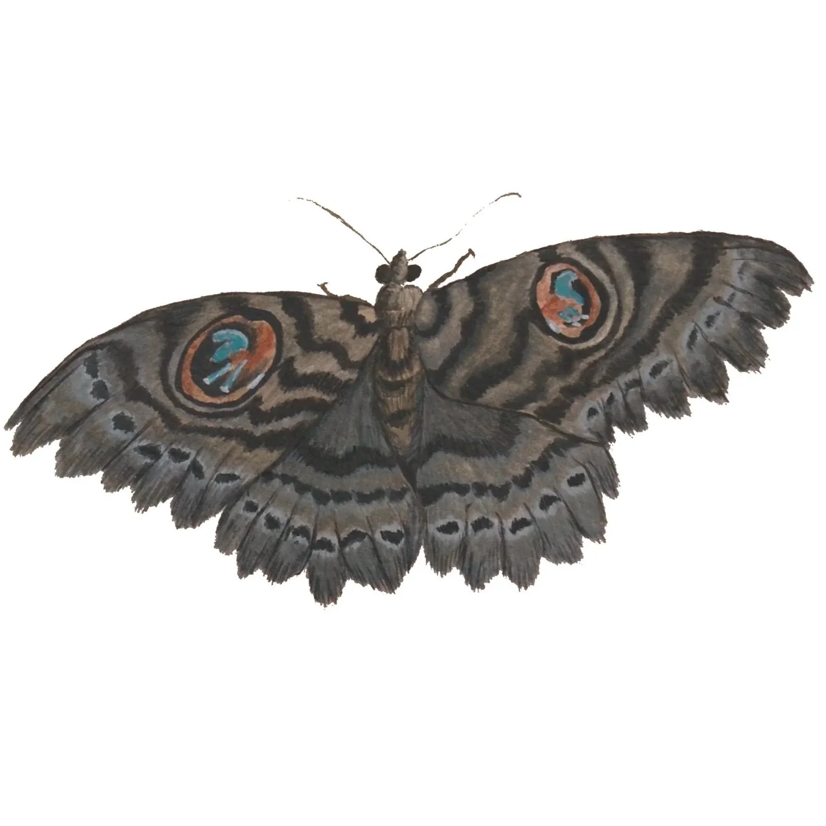 Web+owl+moth.jpg
