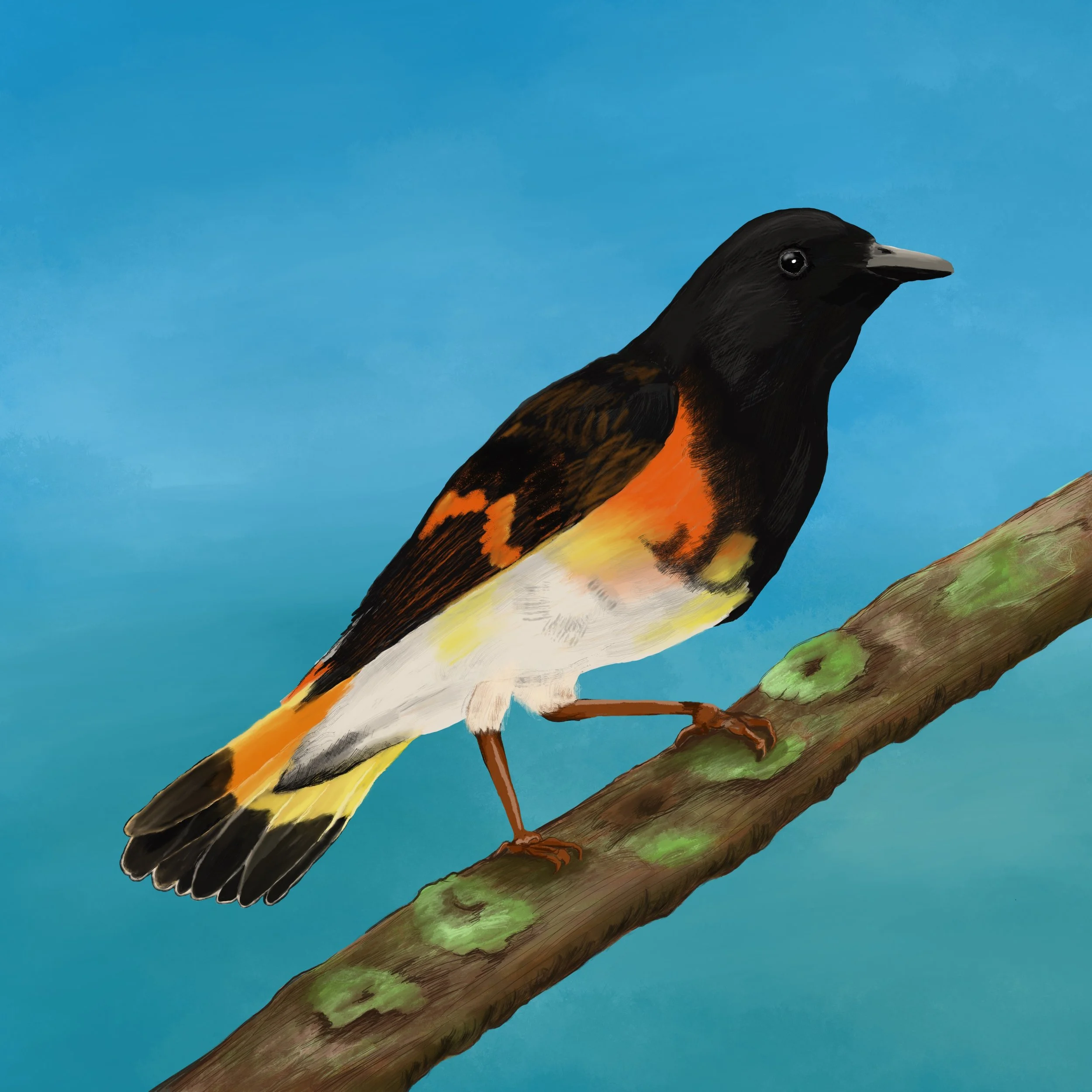 Doucet-Bird4 2.jpg
