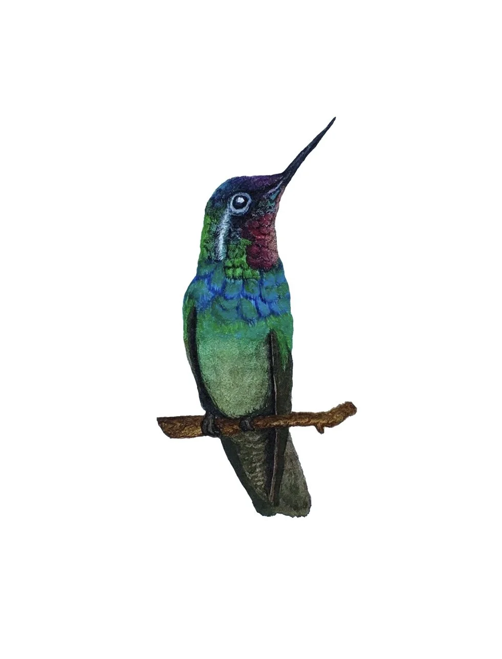 Watercolor painting of multicolored hummingbird sitting on a twig. 