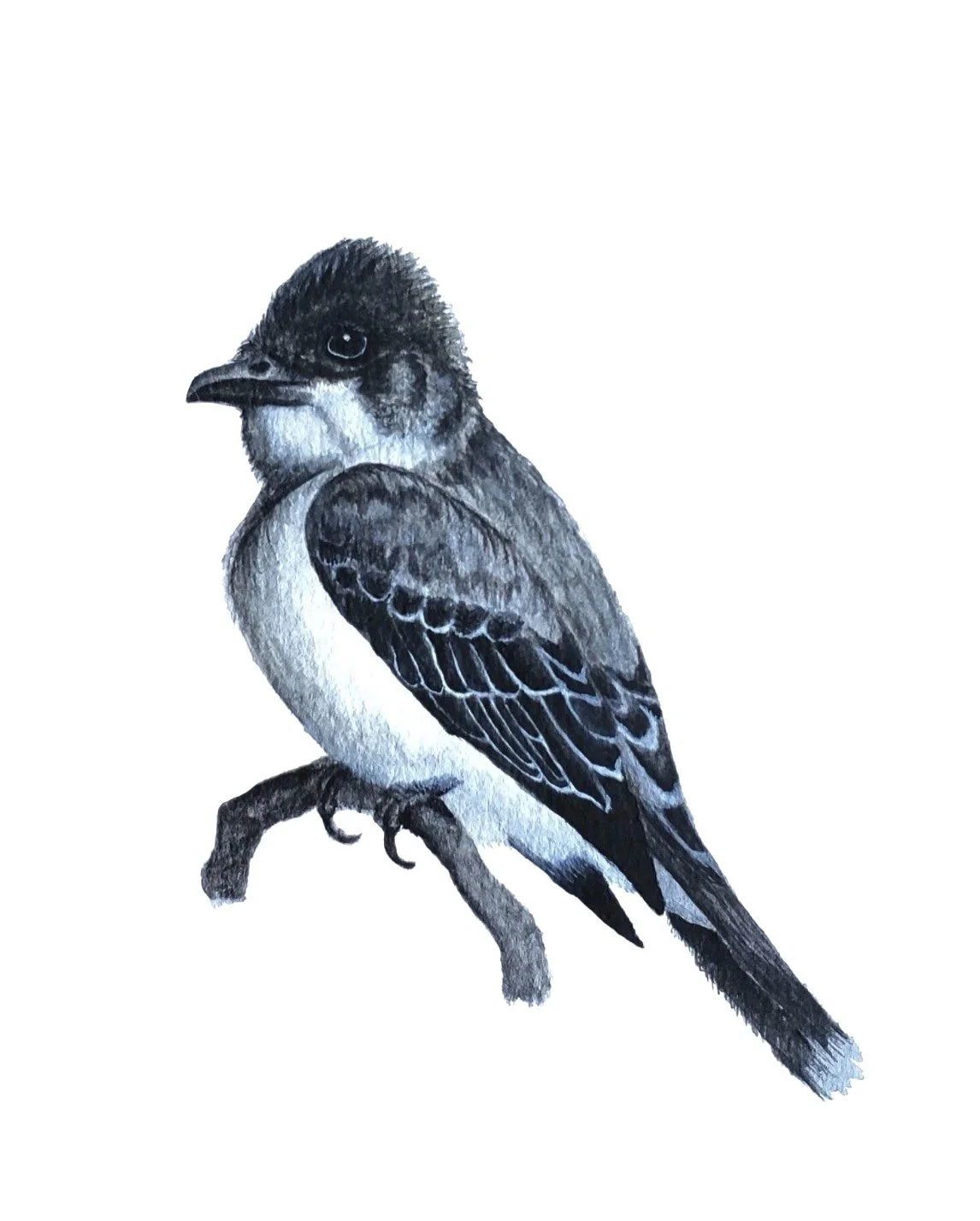 Watercolor painting of an Eastern Kingbird on a branch. 
