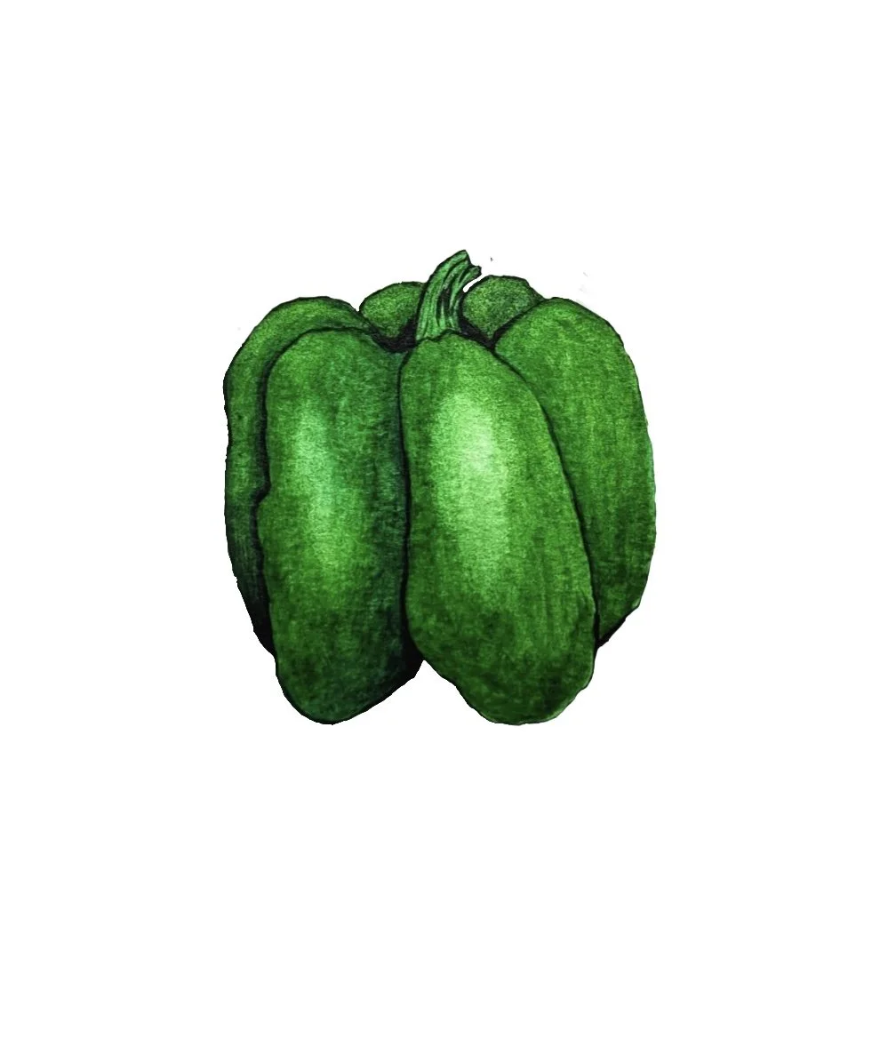 Watercolor painting of a green bell pepper.