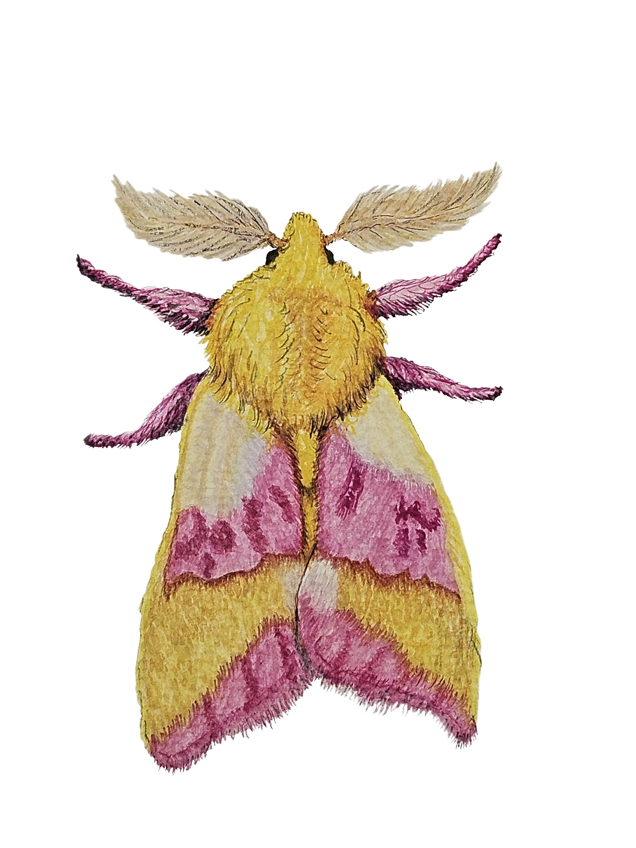 Rosy maple moth.jpg