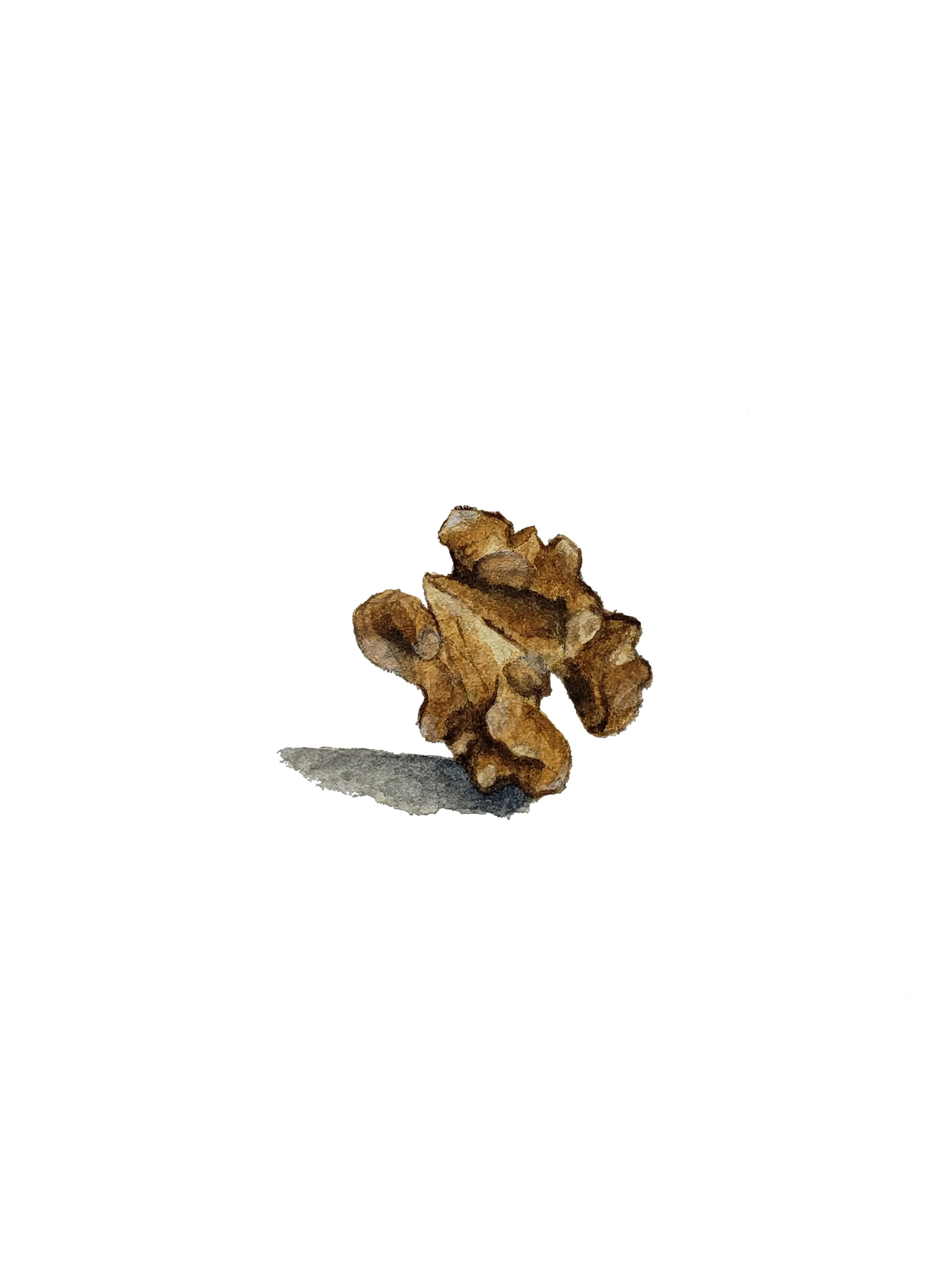 Watercolor walnut
