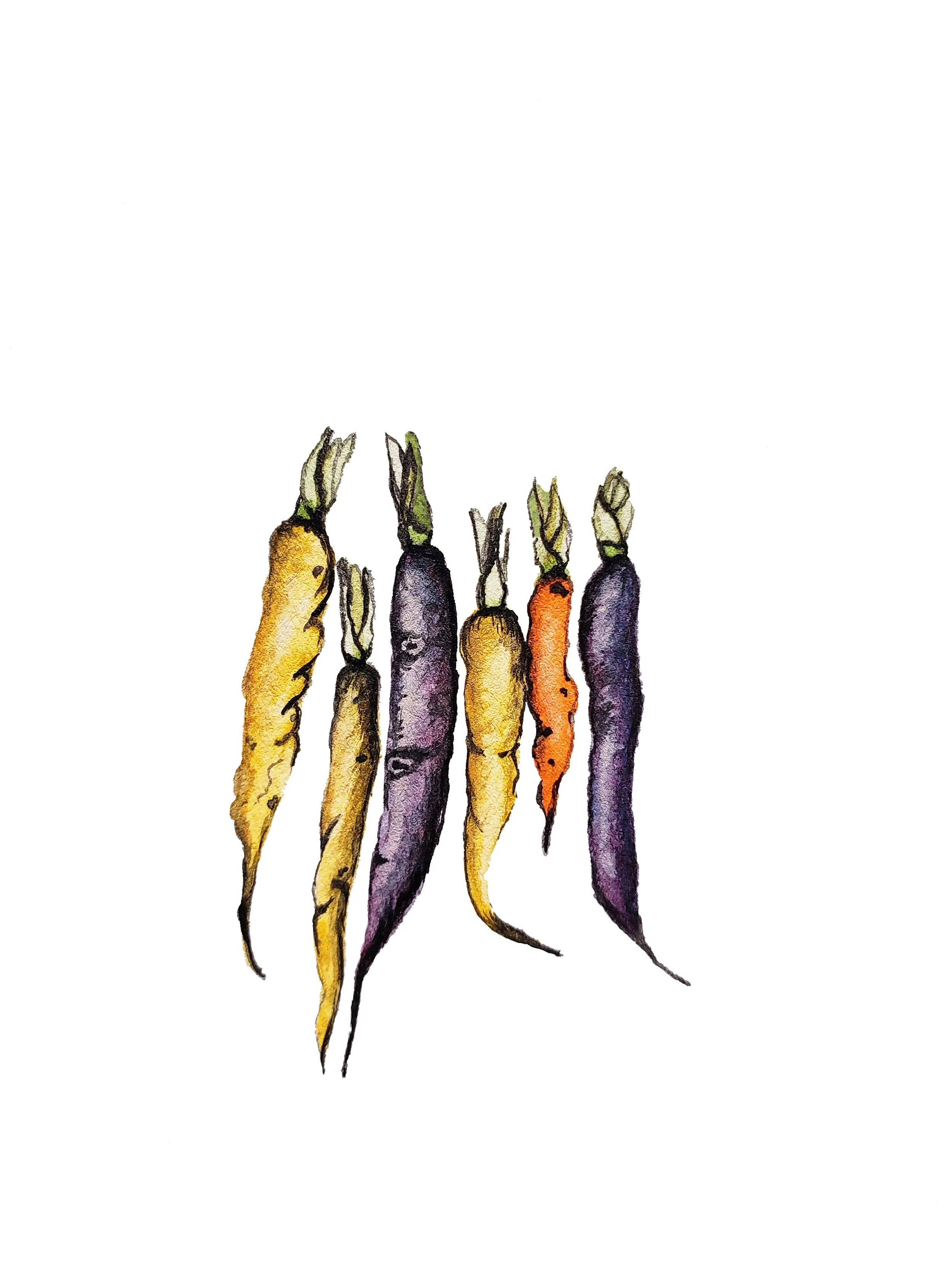 Watercolor painting of multiple heritage carrots.