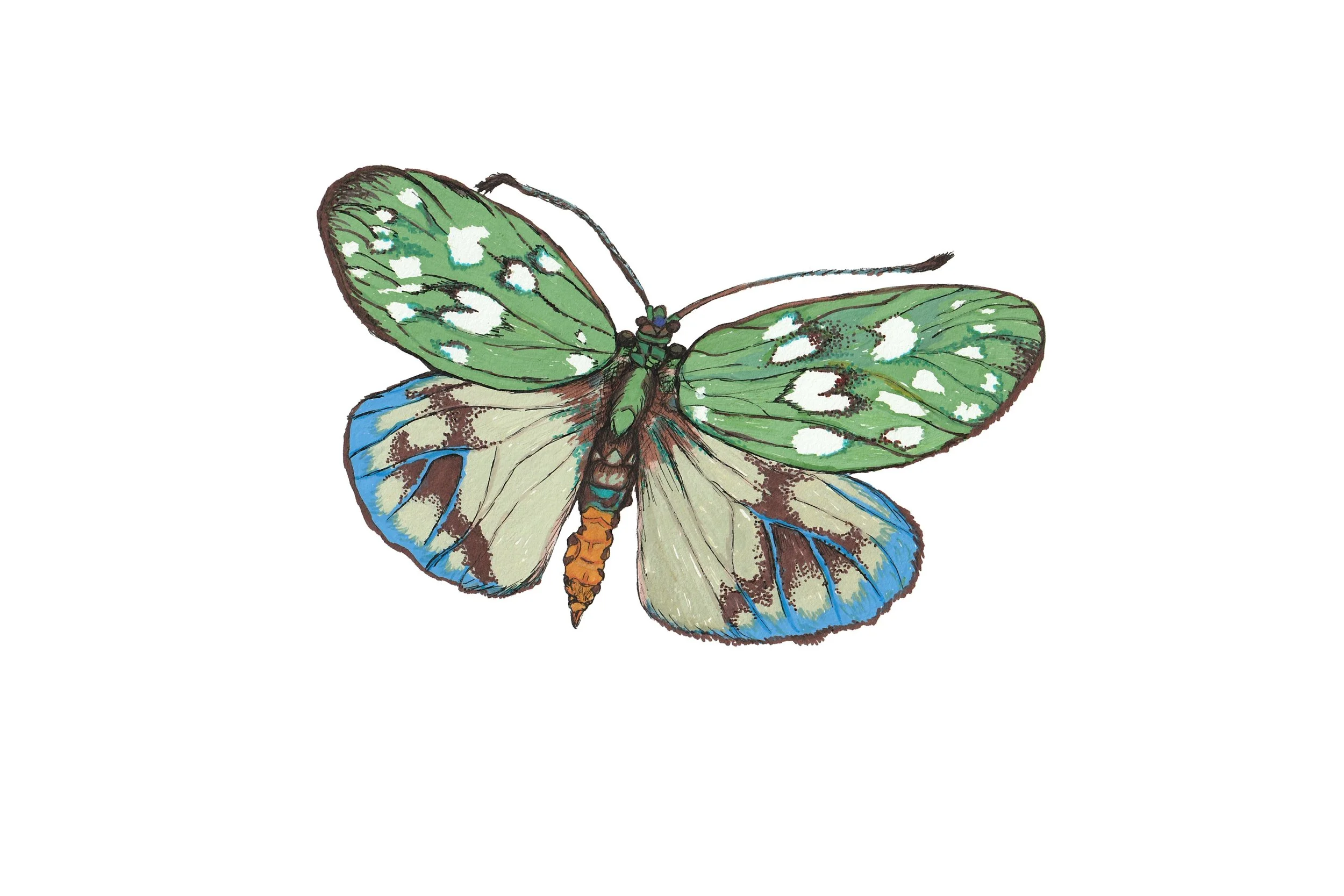 Web green butterfly.jpg