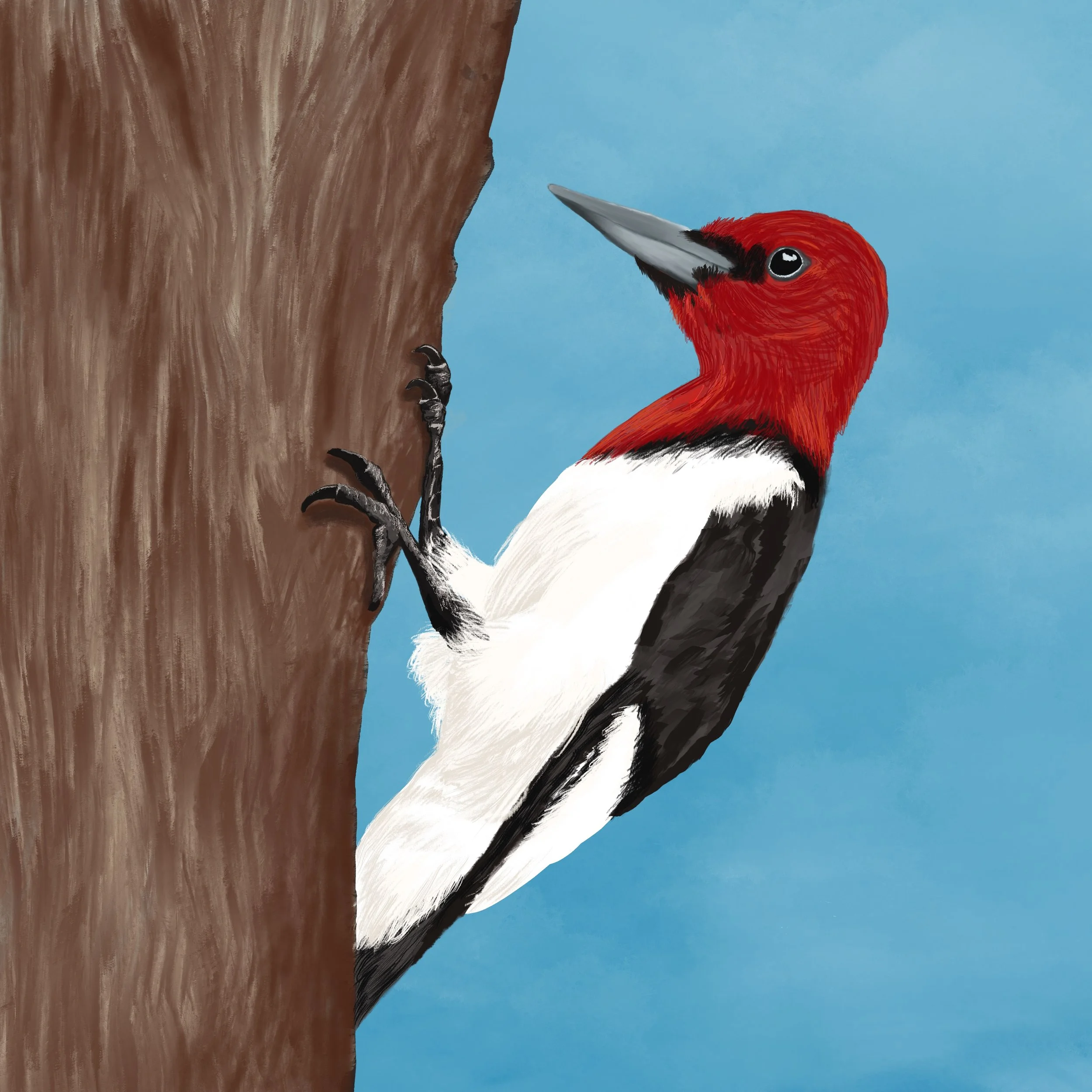 Doucet-Bird1.jpg